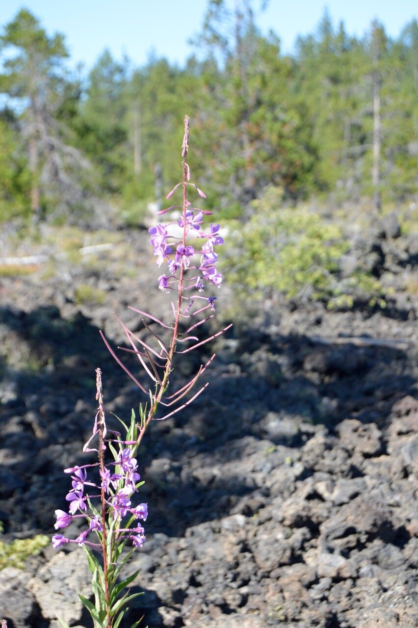 Lava Cast Forest
