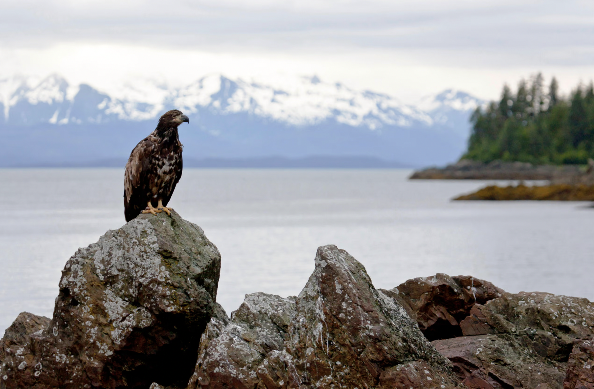 Fire in the hole: the Indigenous crews blasting the Alaskan rainforest to save it