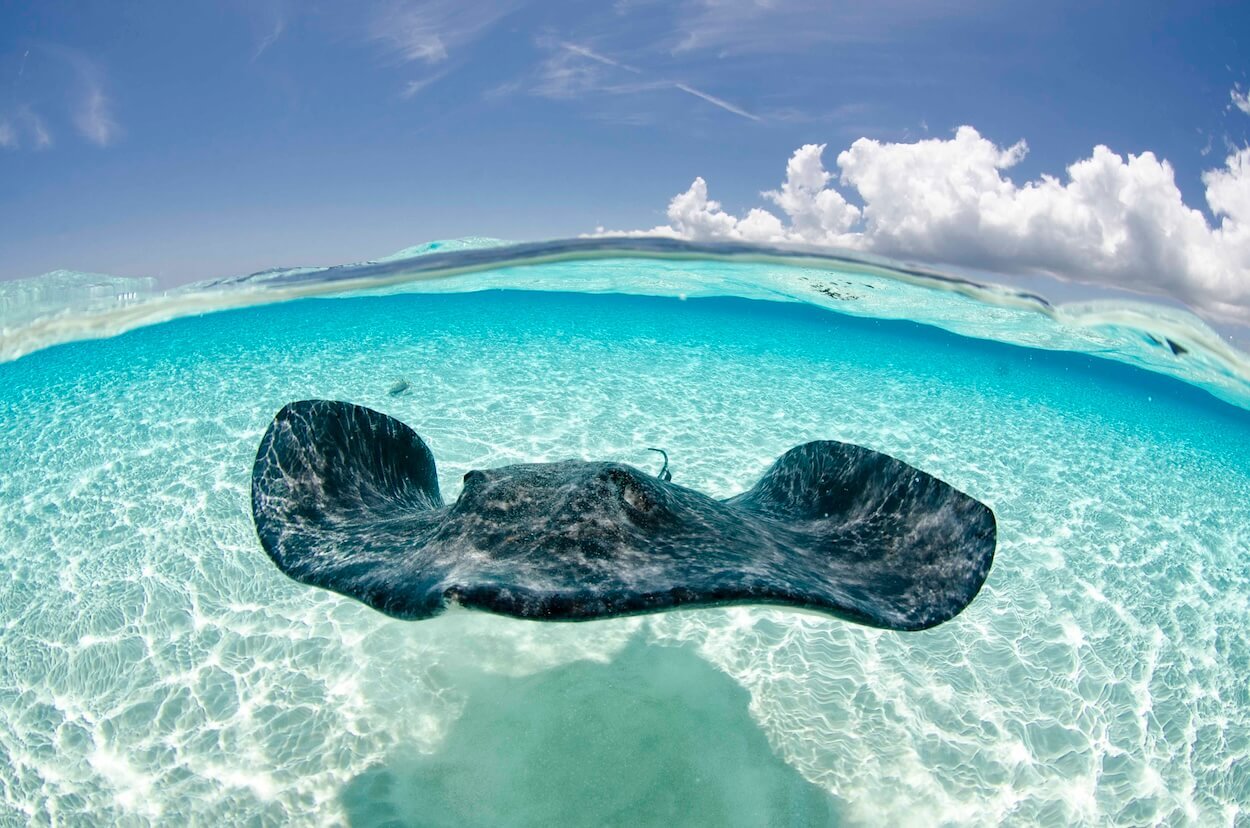 over-under-stingray-web.jpeg