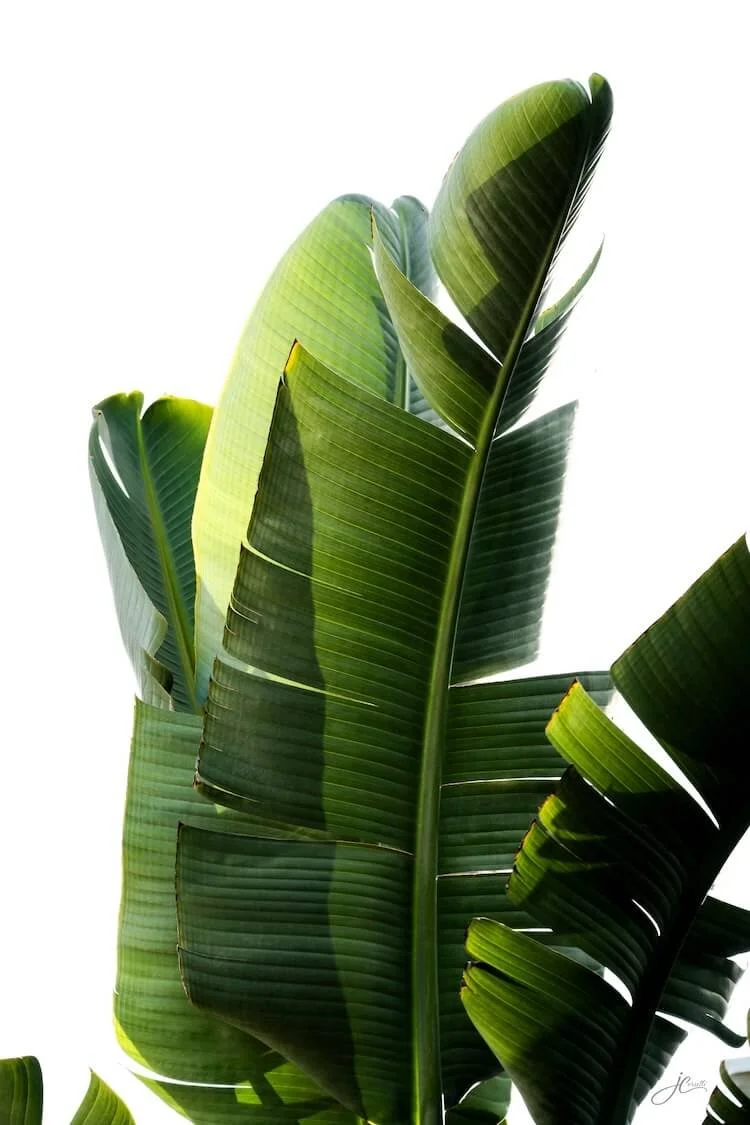 julie-corsetti-art-week-2026-19-banana-tree-from-bottom.jpg