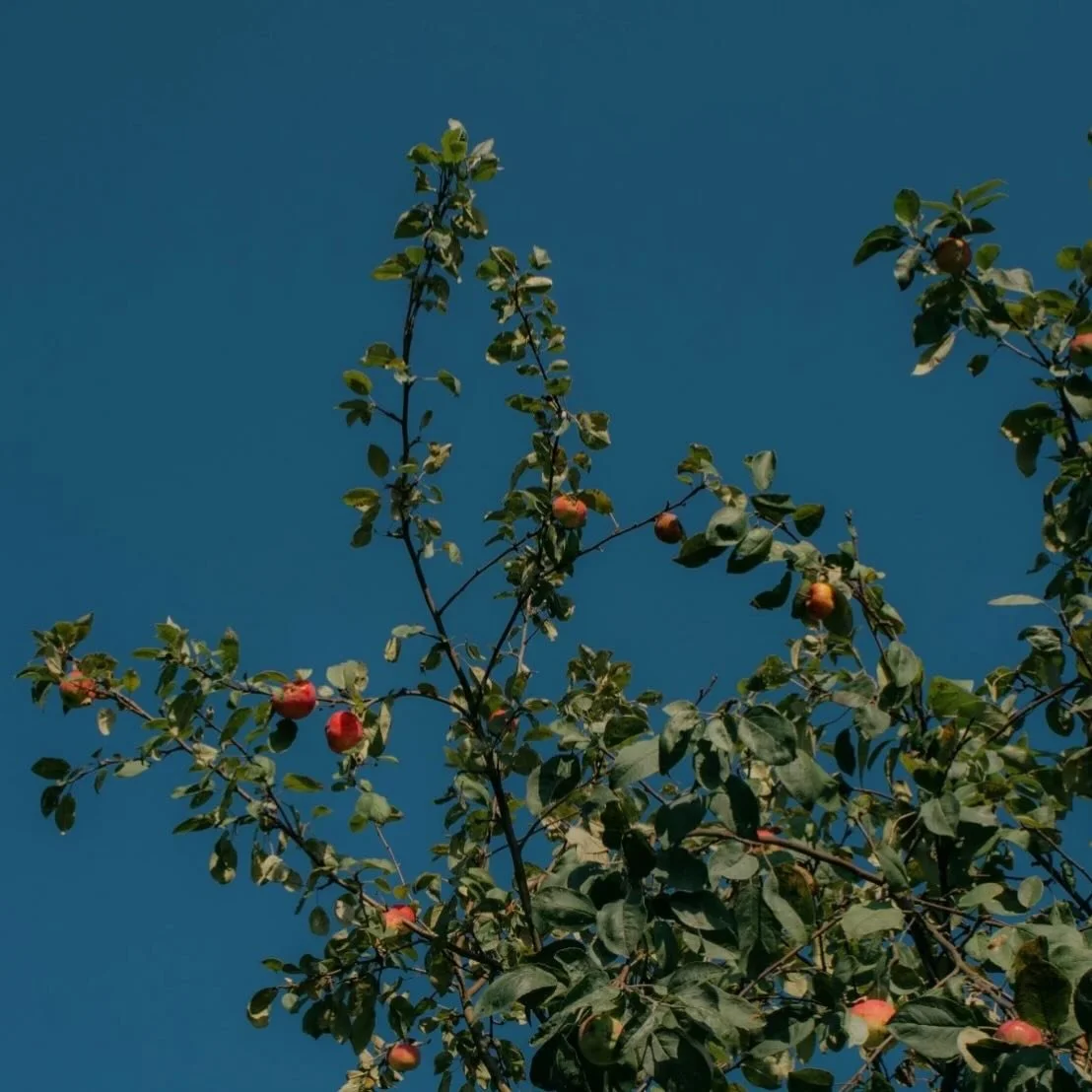 Ryan Caidic
Self-doubt

Beneath the cypress and the willow
raking the clouds, by the honey 
locust combing sweetly 
the waft that enters the window
there is the sturdy crab apple
tramping its roots on hot earth. 
No one bothers with its fruit, not ev