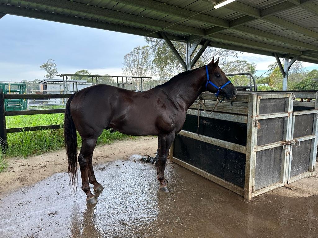 agistment-glenthorne-park-thoroughbreds