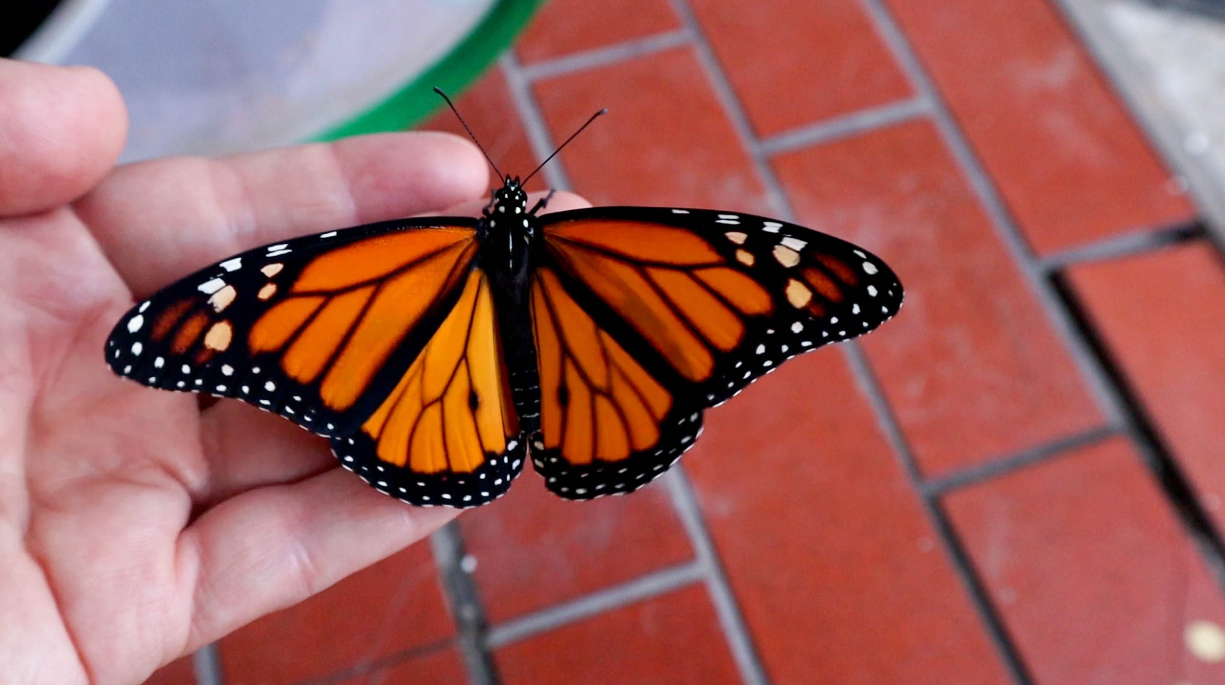 I'm Raising Monarch Butterflies, Episode 12
