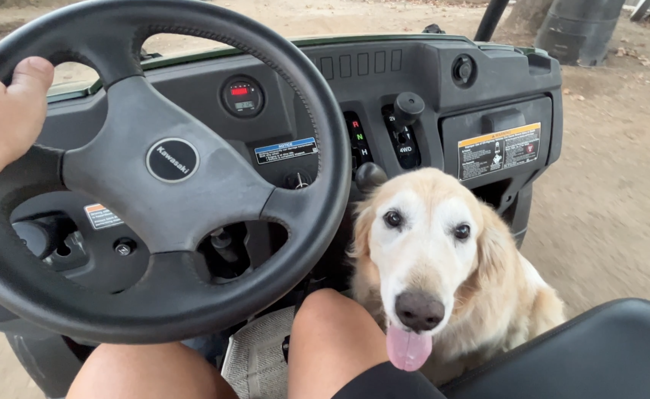 This Dog is Obsessed with Golf Cart Rides