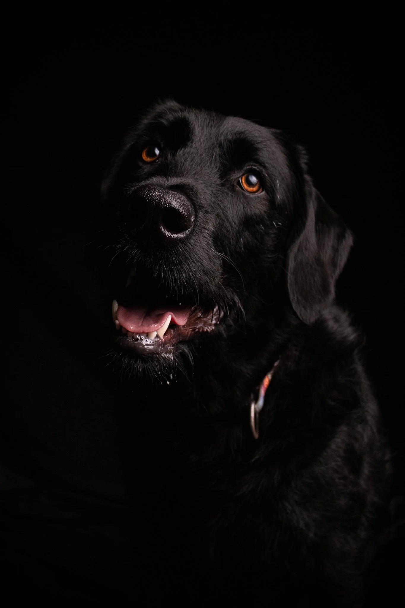 Dog Portraits 2025-164.jpg