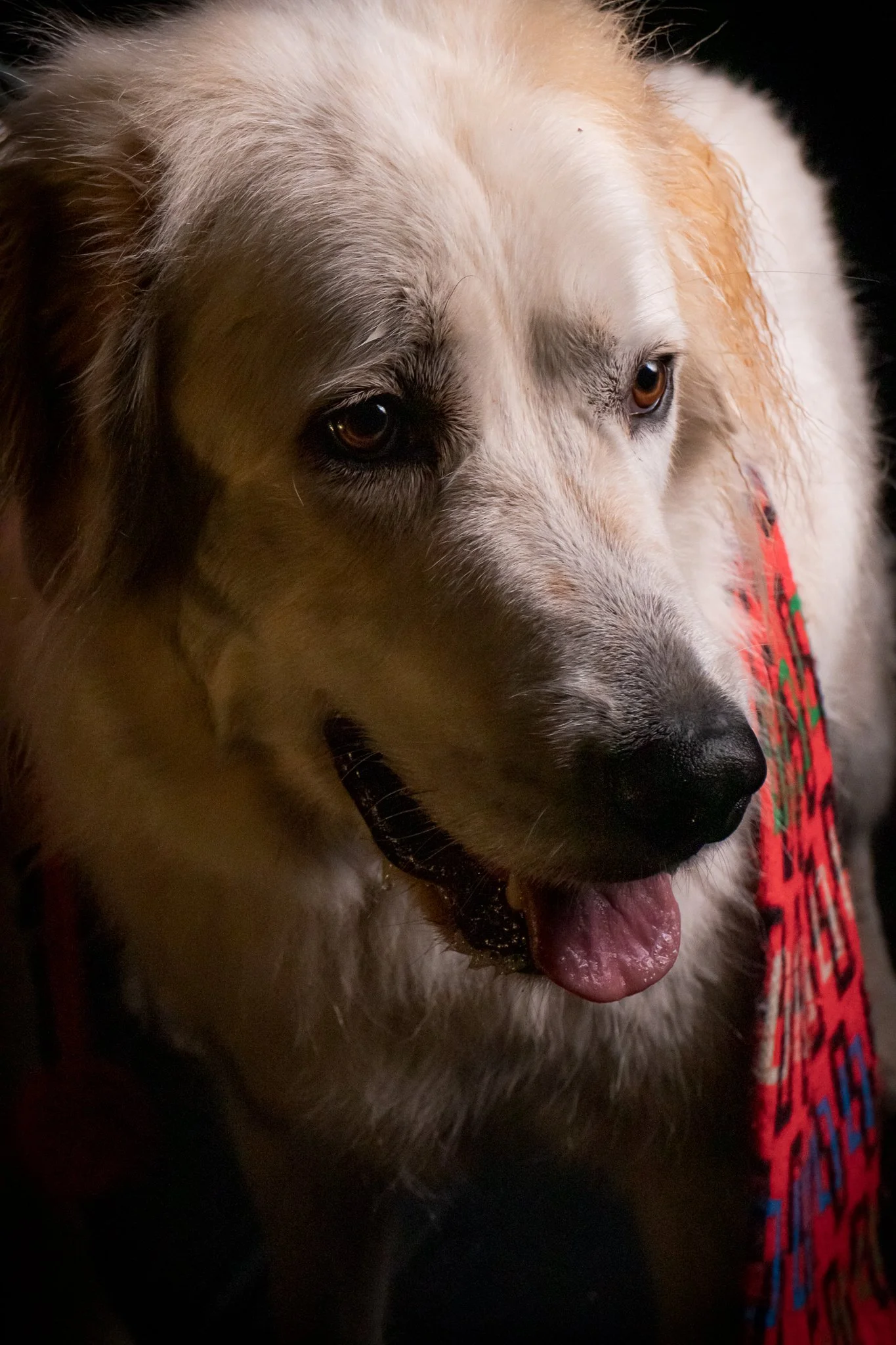 Dog Portraits 2025-181.jpg