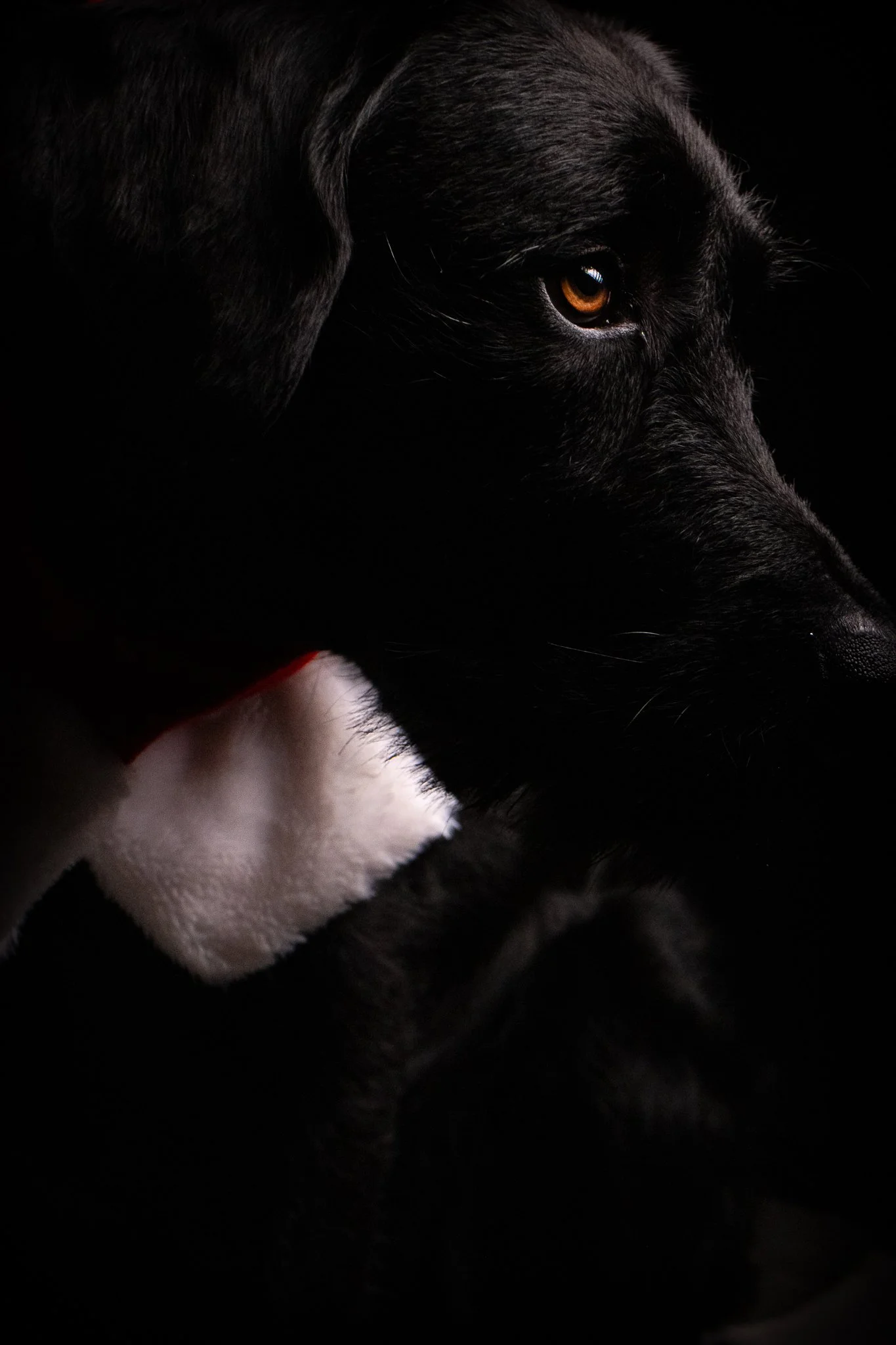 Dog Portraits 2025-162.jpg