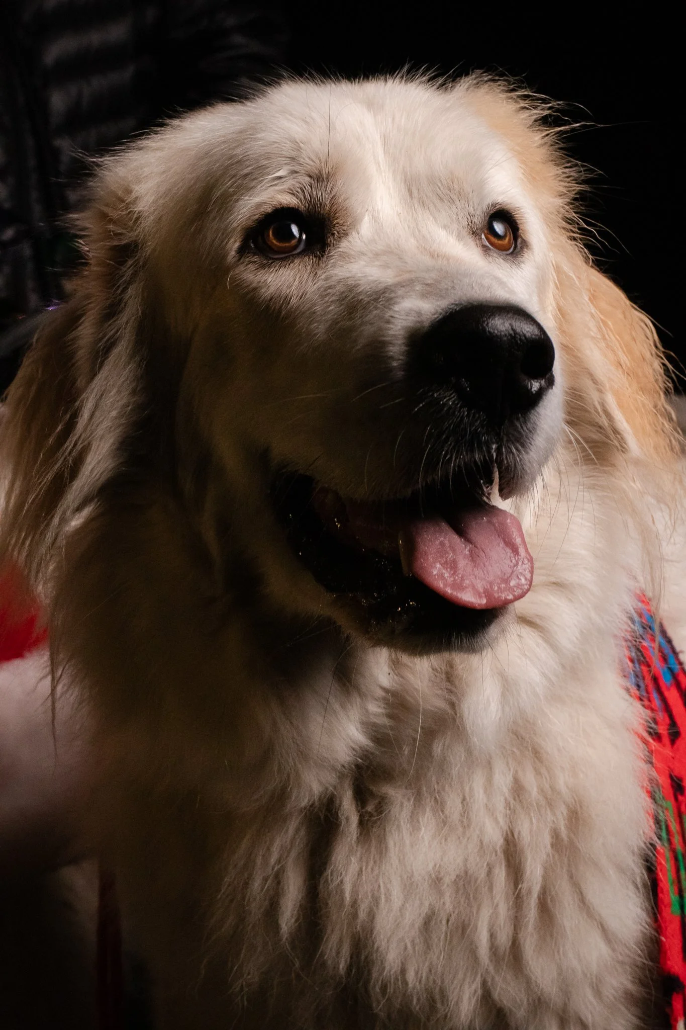 Dog Portraits 2025-180.jpg