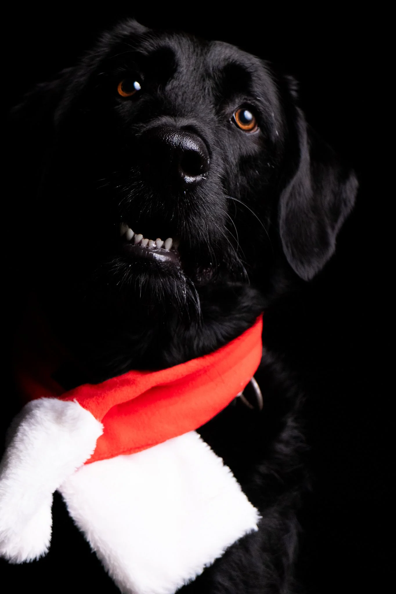 Dog Portraits 2025-160.jpg