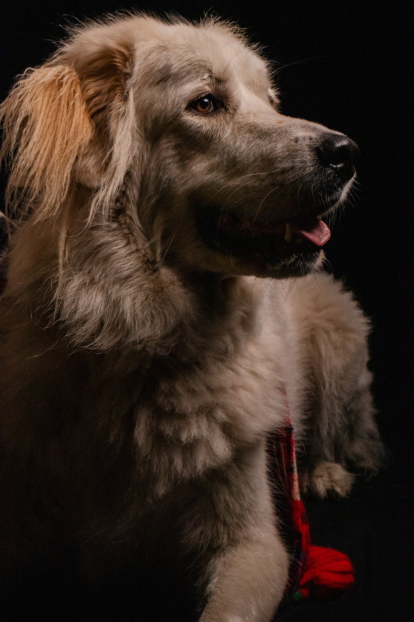 Dog Portraits 2025-179.jpg