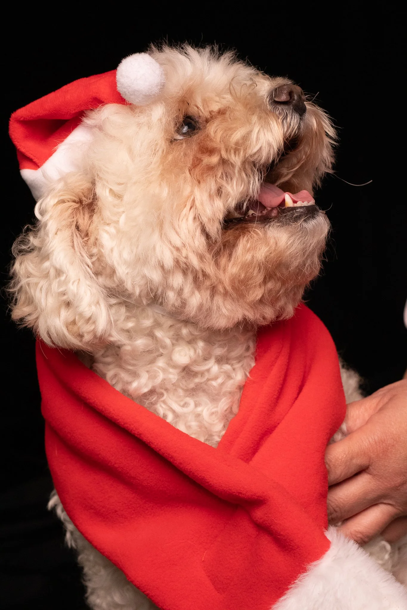 Dog Portraits 2025-156.jpg