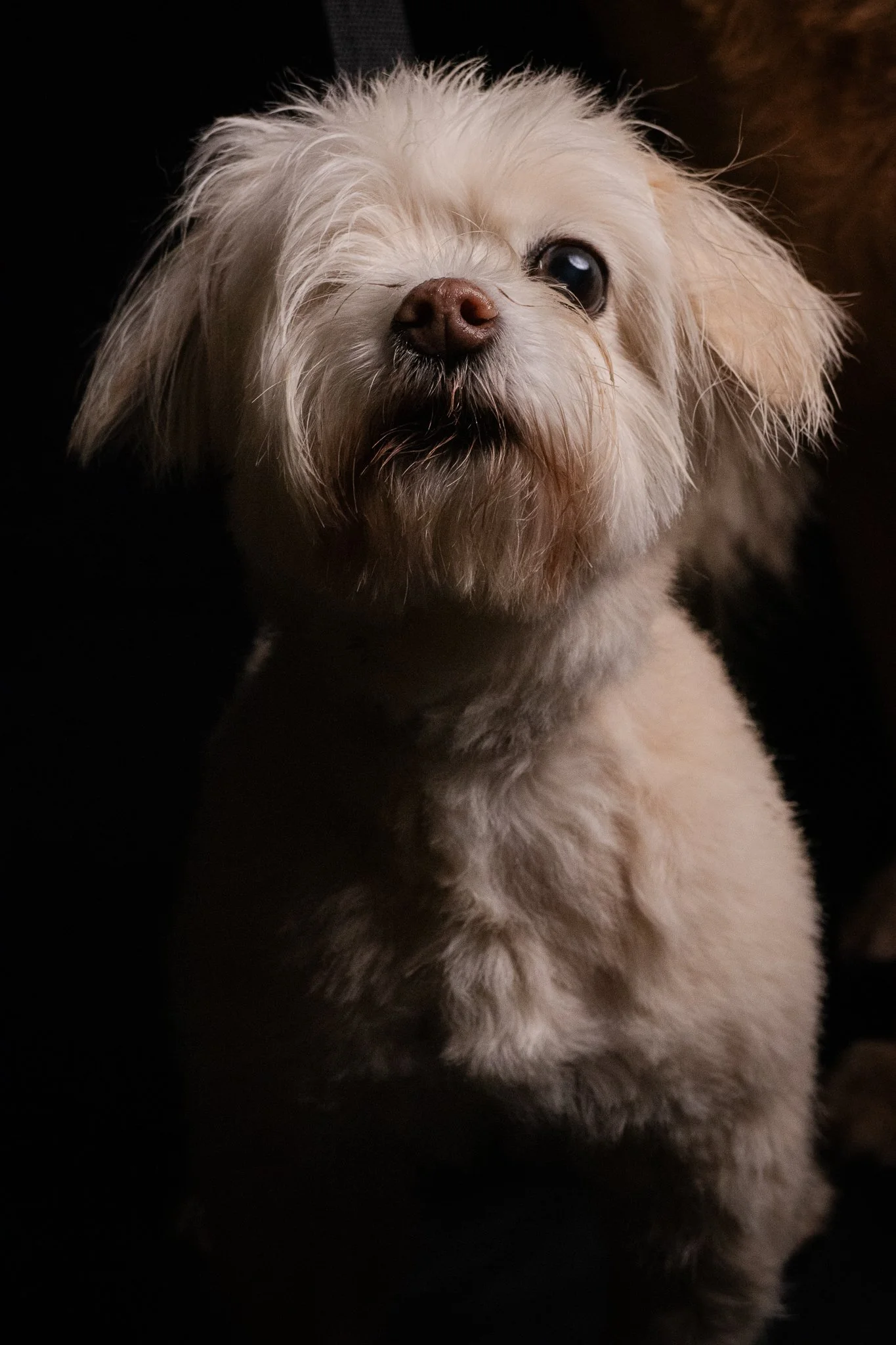 Dog Portraits 2025-188.jpg