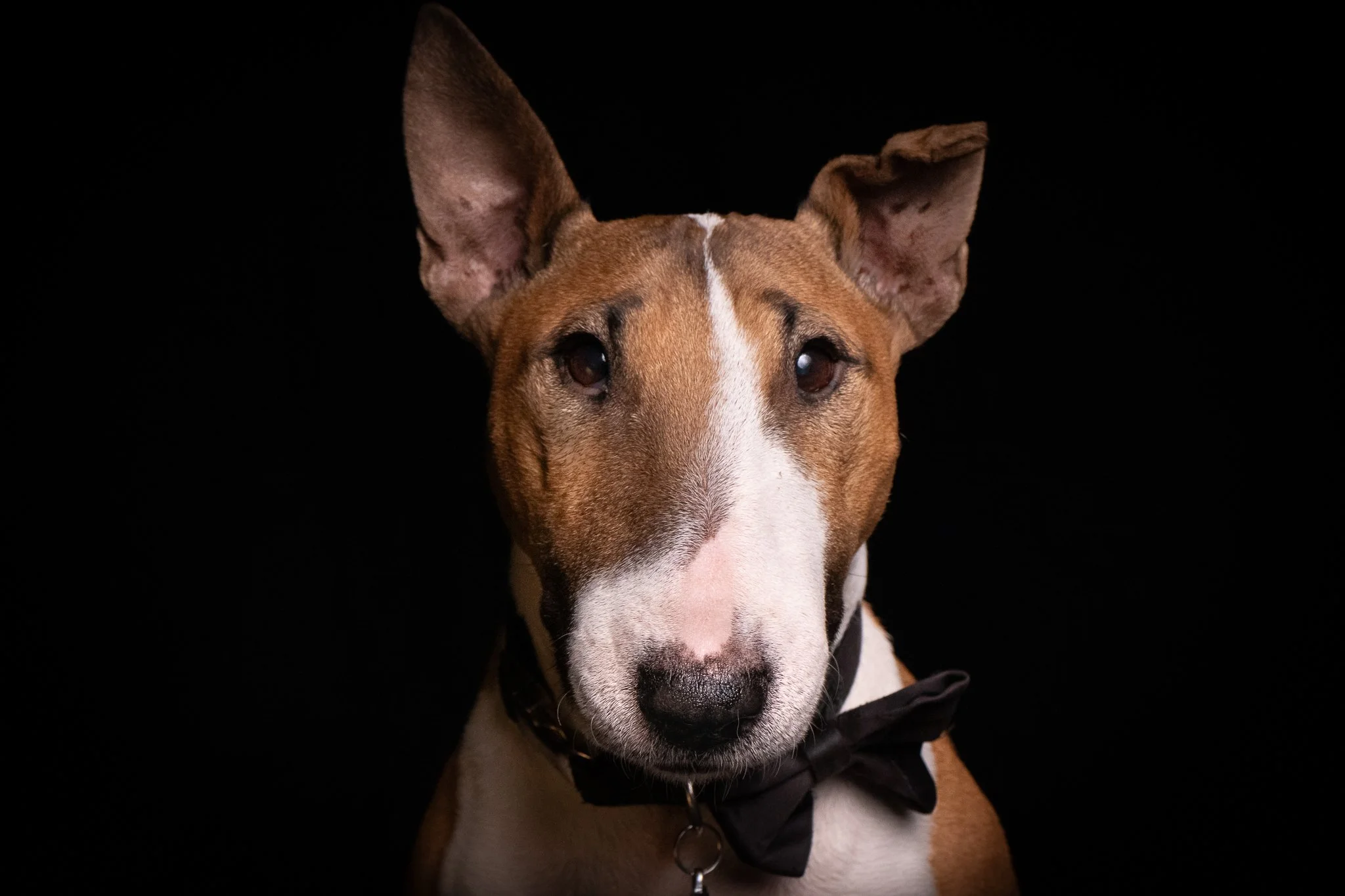 Dog Portraits 2025-203.jpg