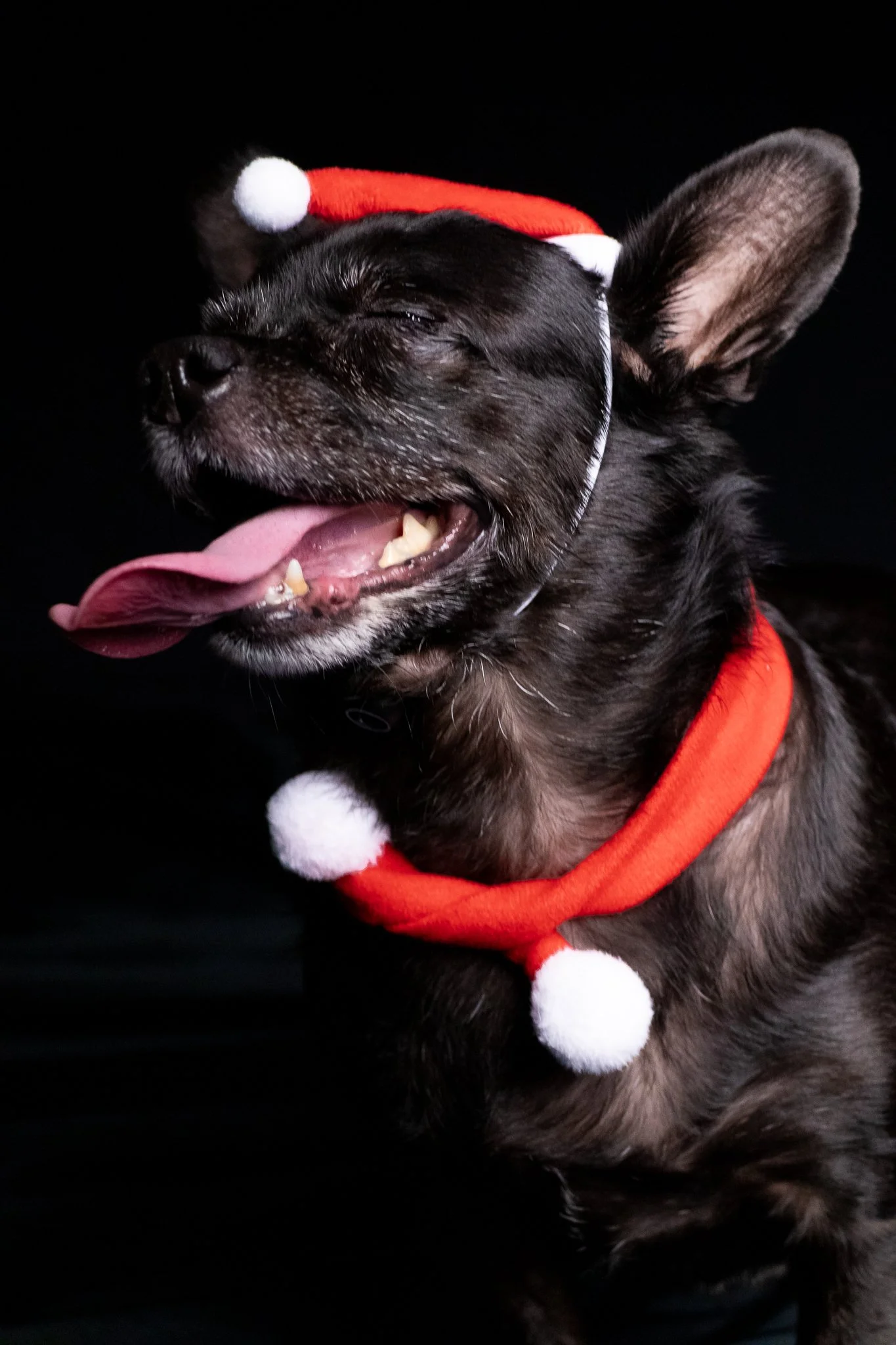 Dog Portraits 2025-152.jpg