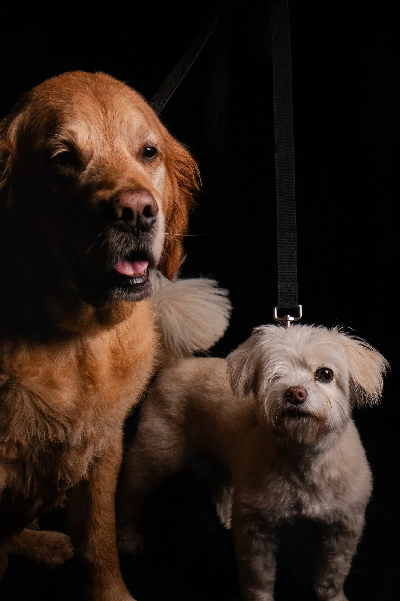 Dog Portraits 2025-186.jpg