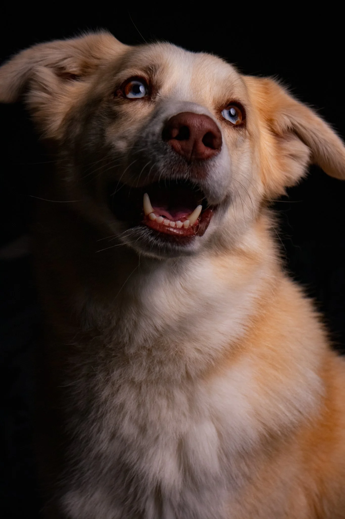 Dog Portraits 2025-197.jpg