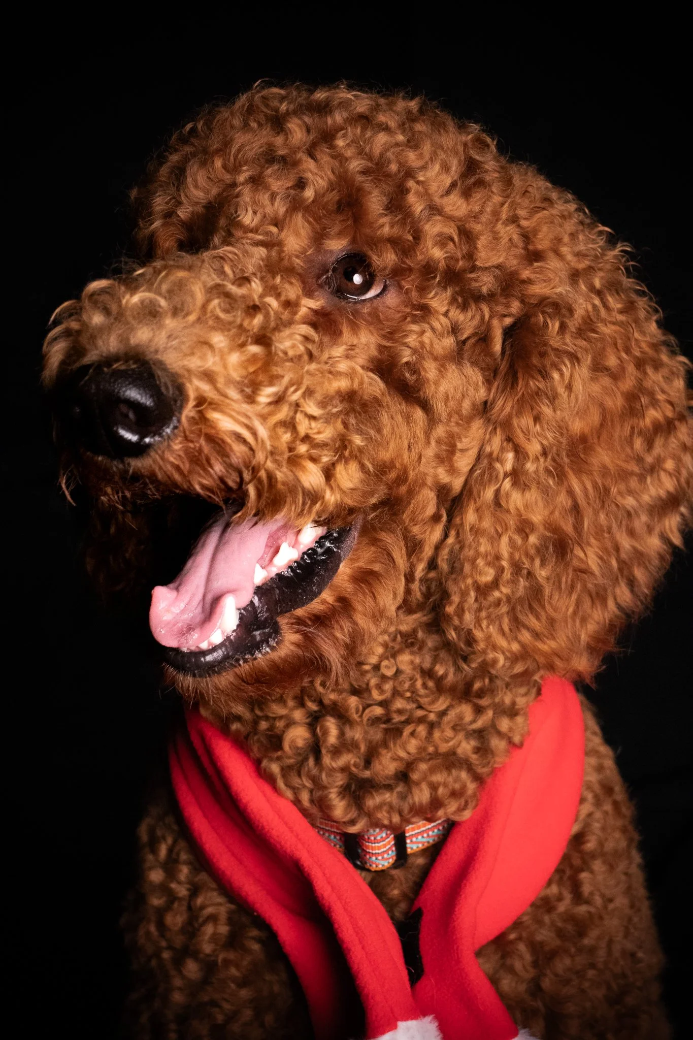 Dog Portraits 2025-177.jpg