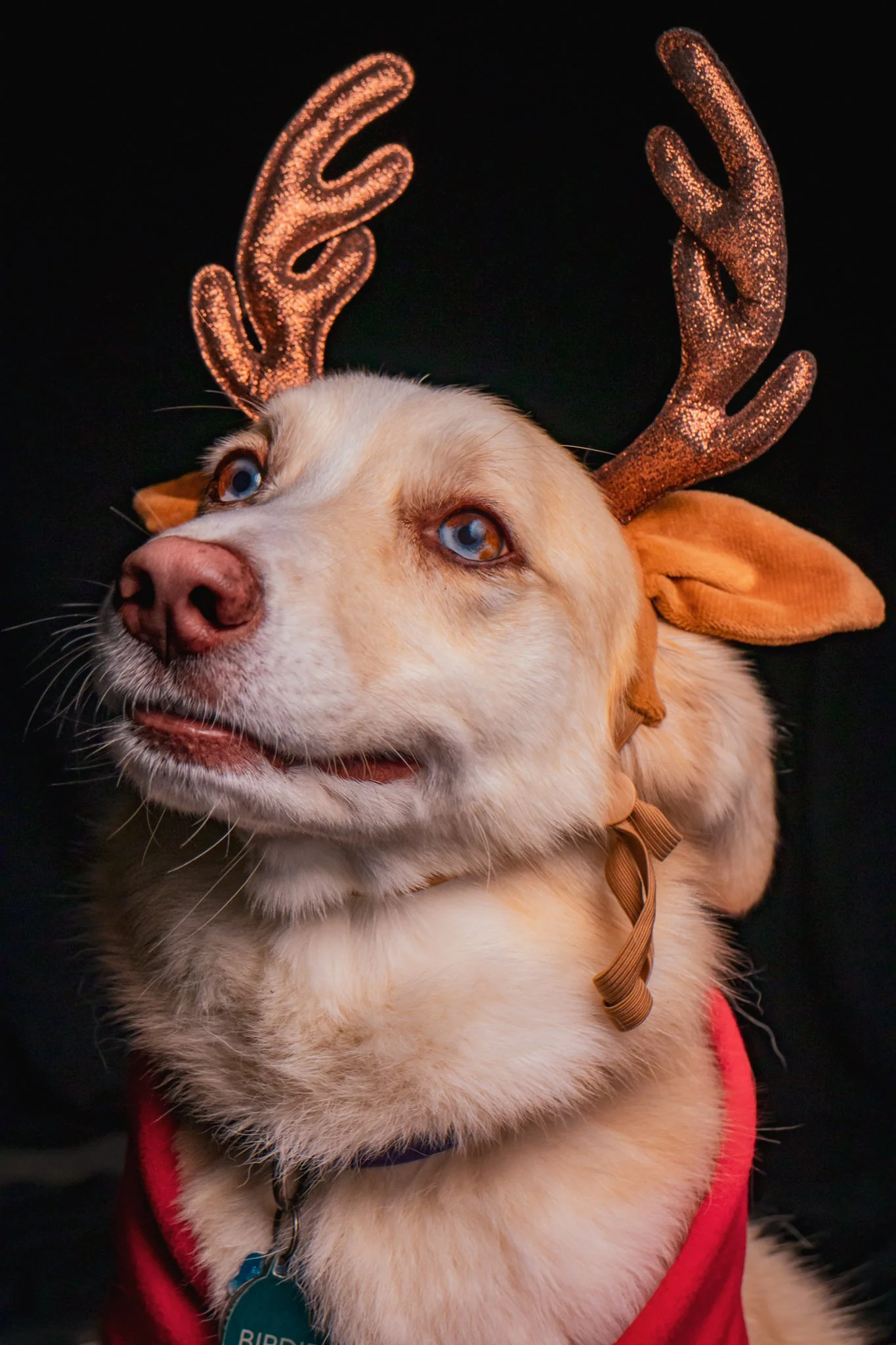 Dog Portraits 2025-194.jpg
