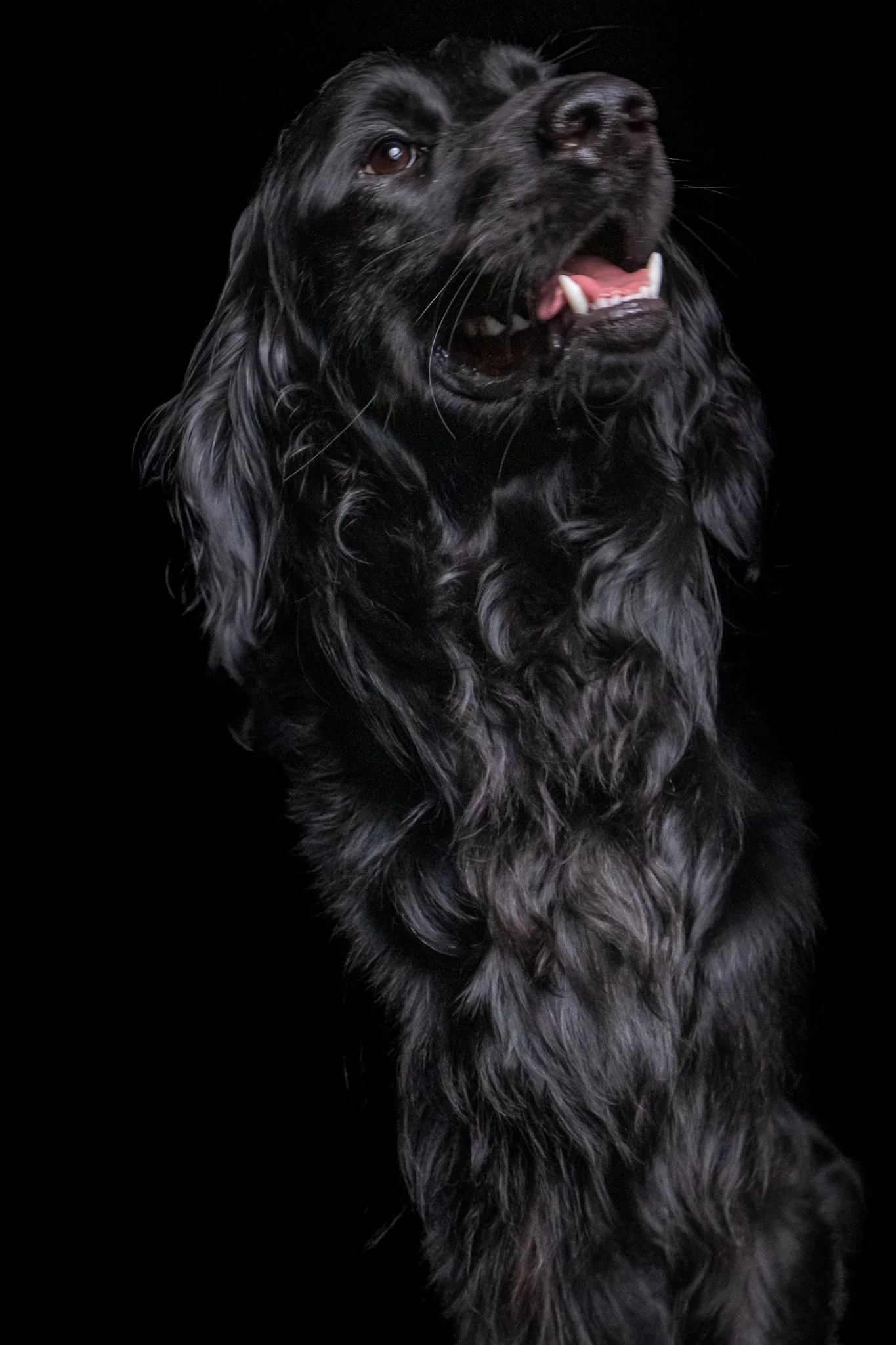 Dog Portraits 2025-149.jpg