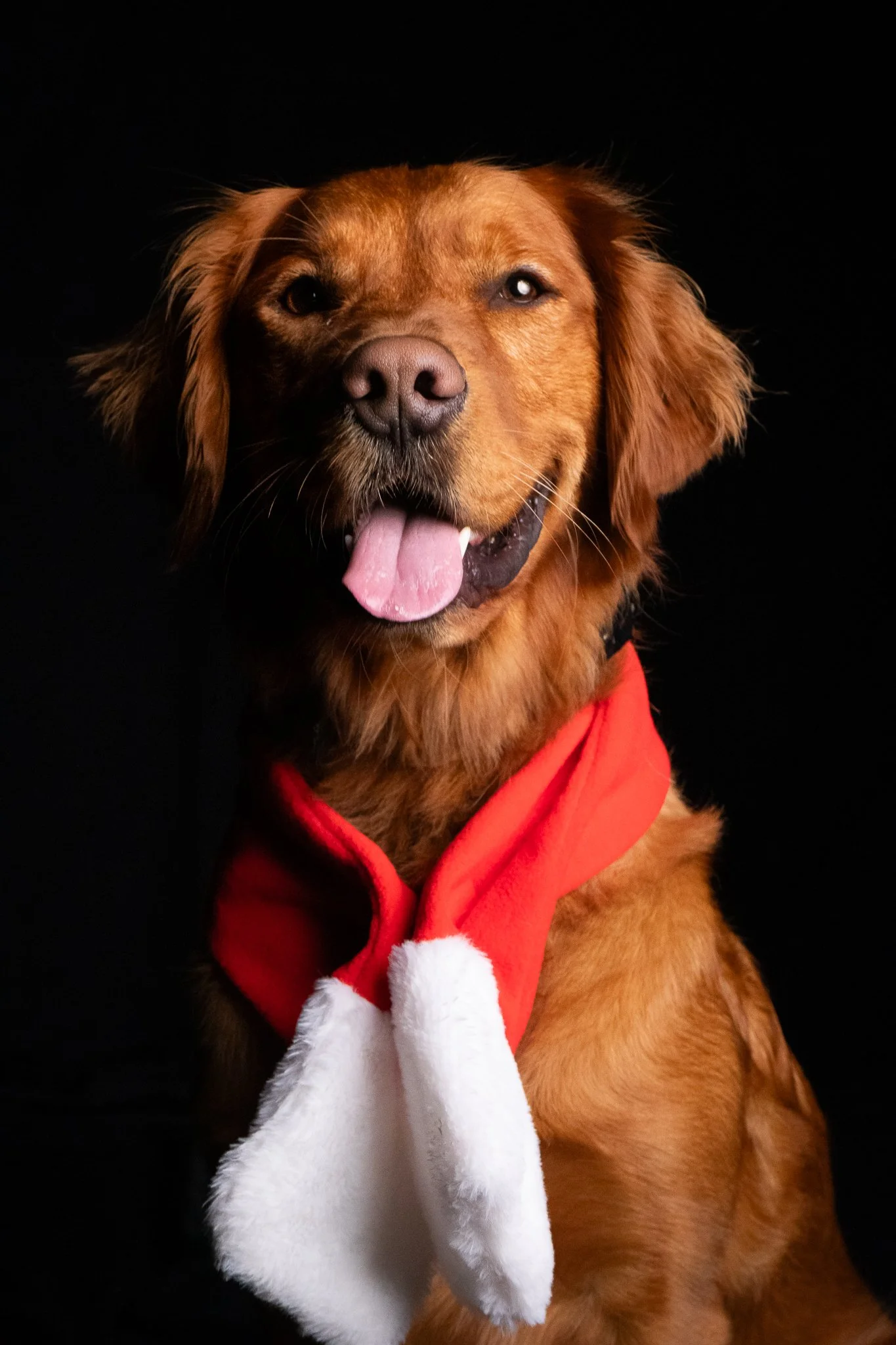Dog Portraits 2025-144.jpg