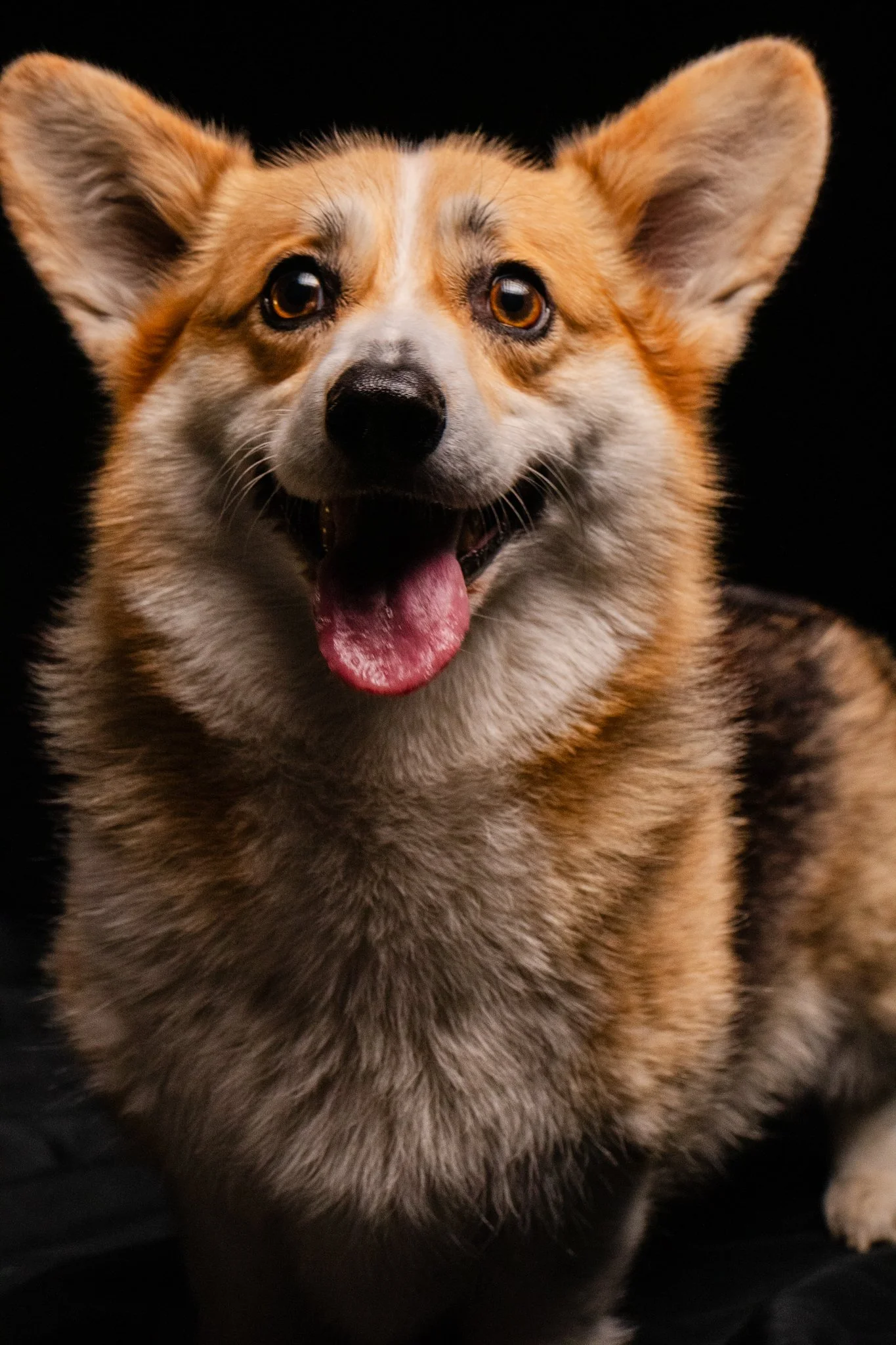 Dog Portraits 2025-173.jpg