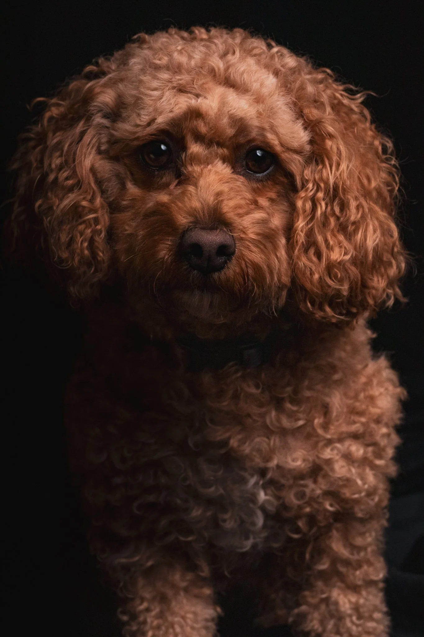 Dog Portraits 2025-204.jpg