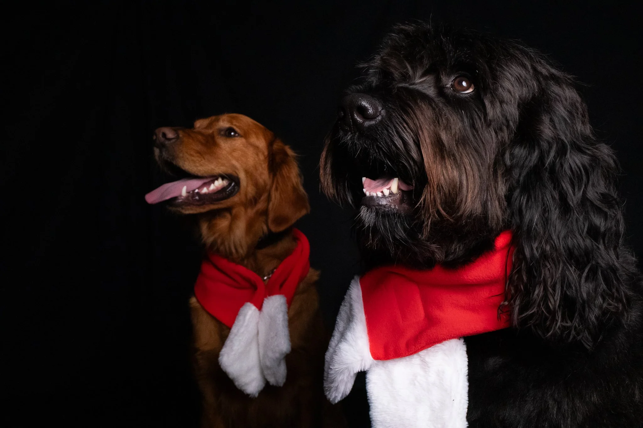 Dog Portraits 2025-146.jpg