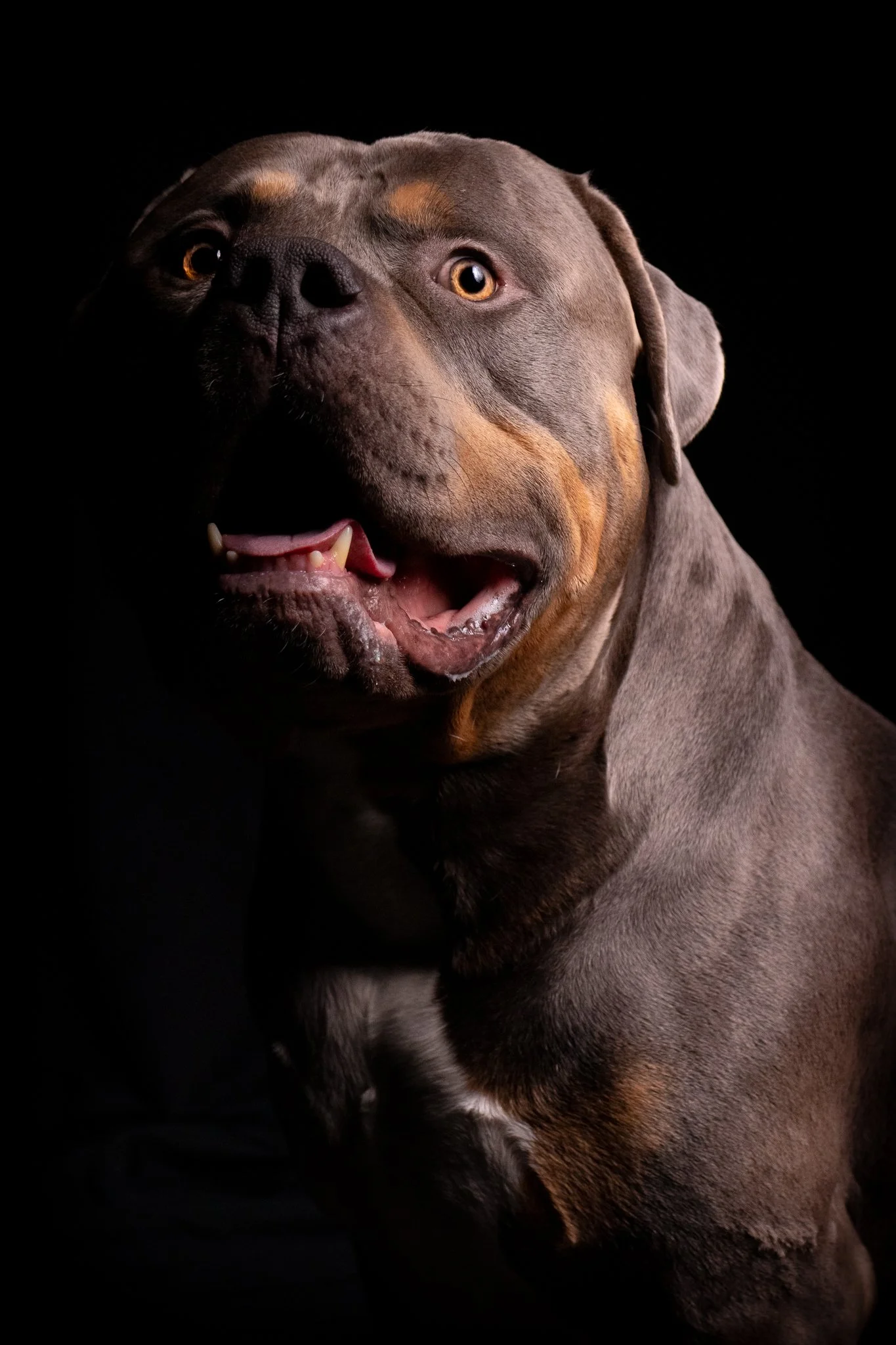 Dog Portraits 2025-209.jpg