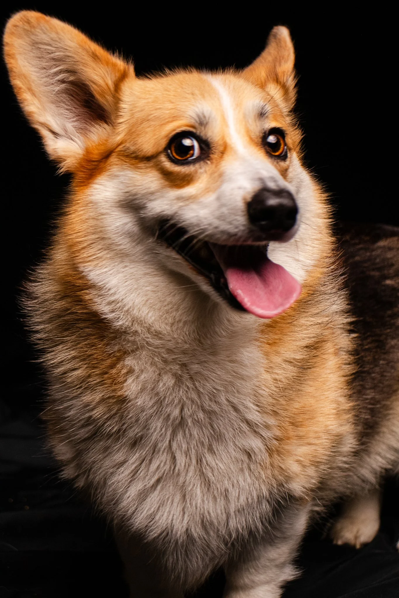 Dog Portraits 2025-171.jpg