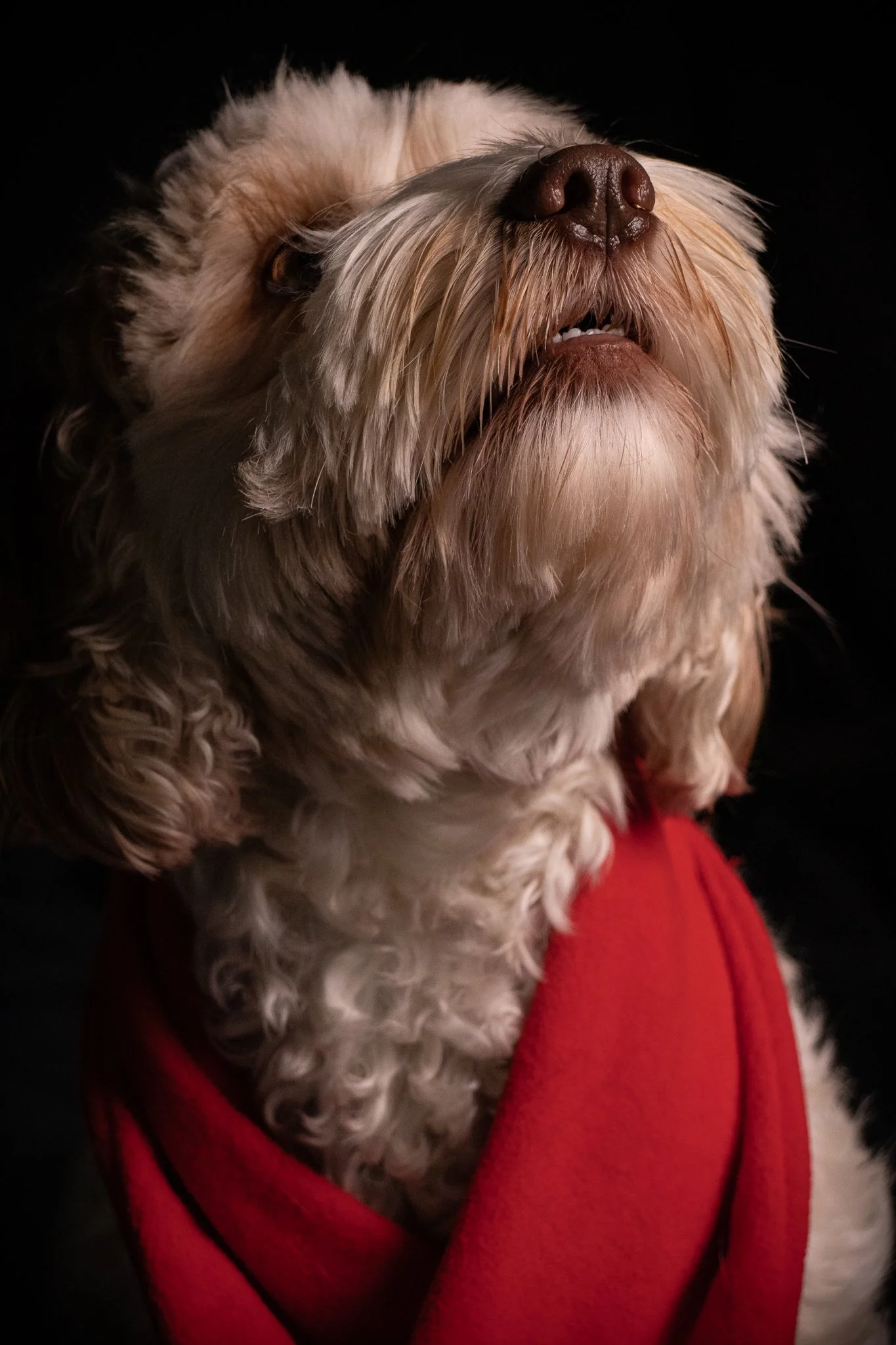 Dog Portraits 2025-166.jpg