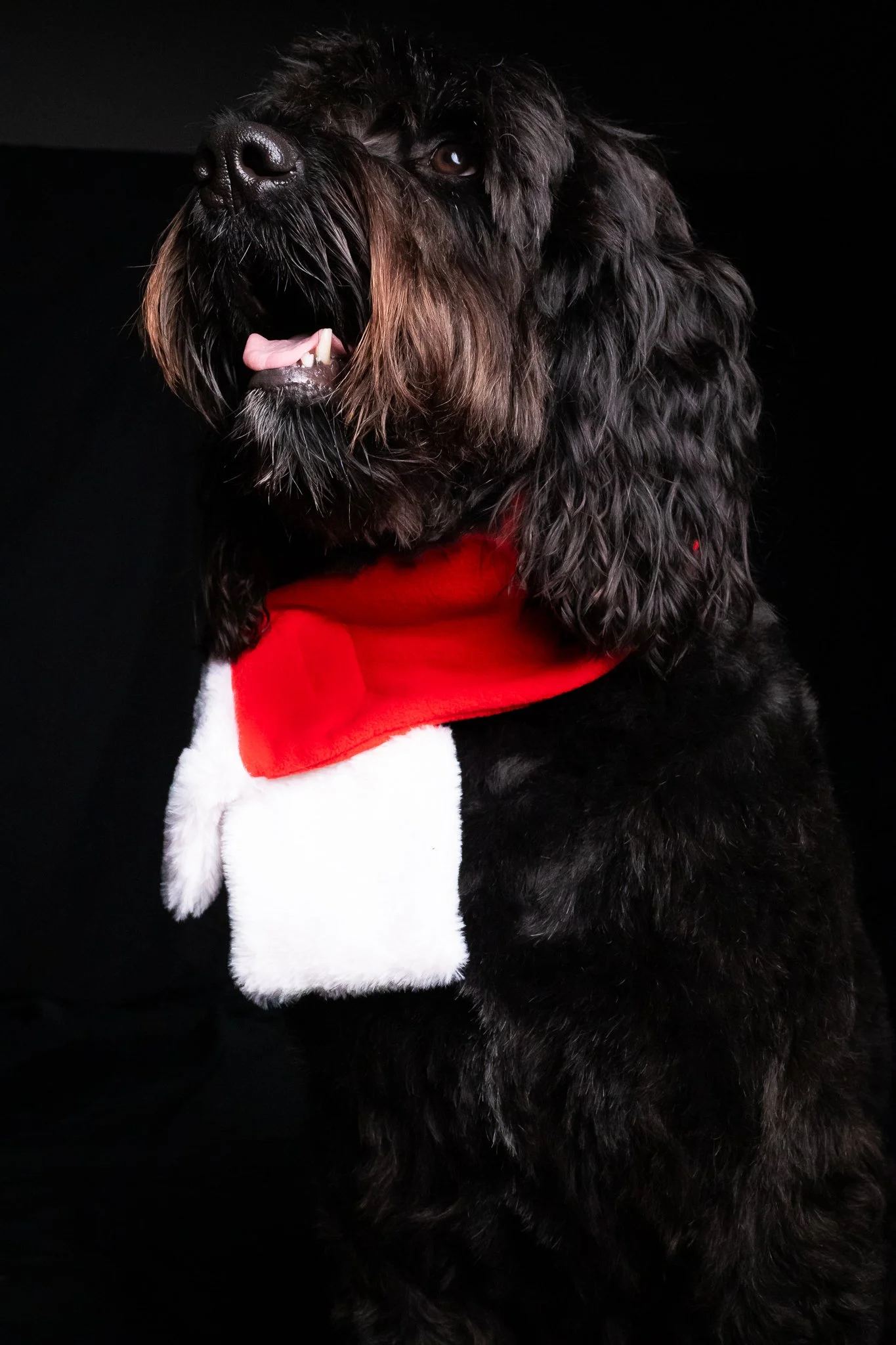 Dog Portraits 2025-148.jpg