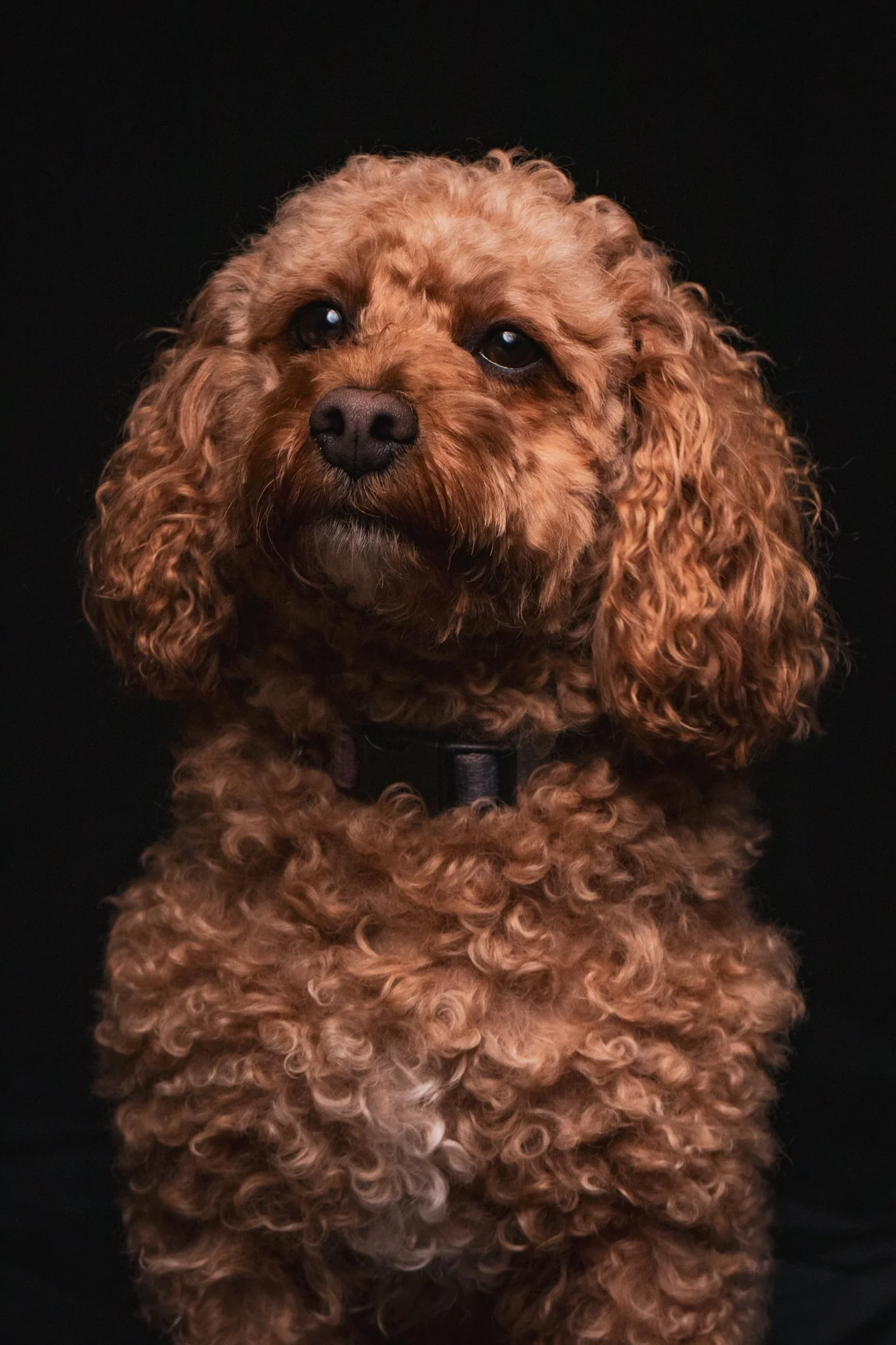 Dog Portraits 2025-205.jpg