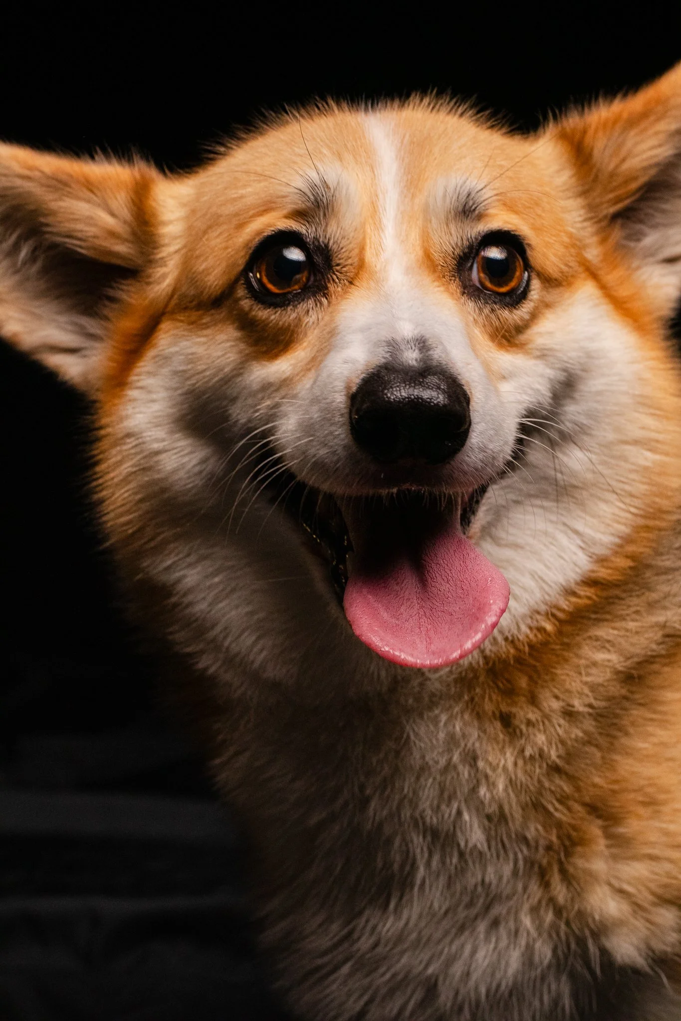 Dog Portraits 2025-172.jpg