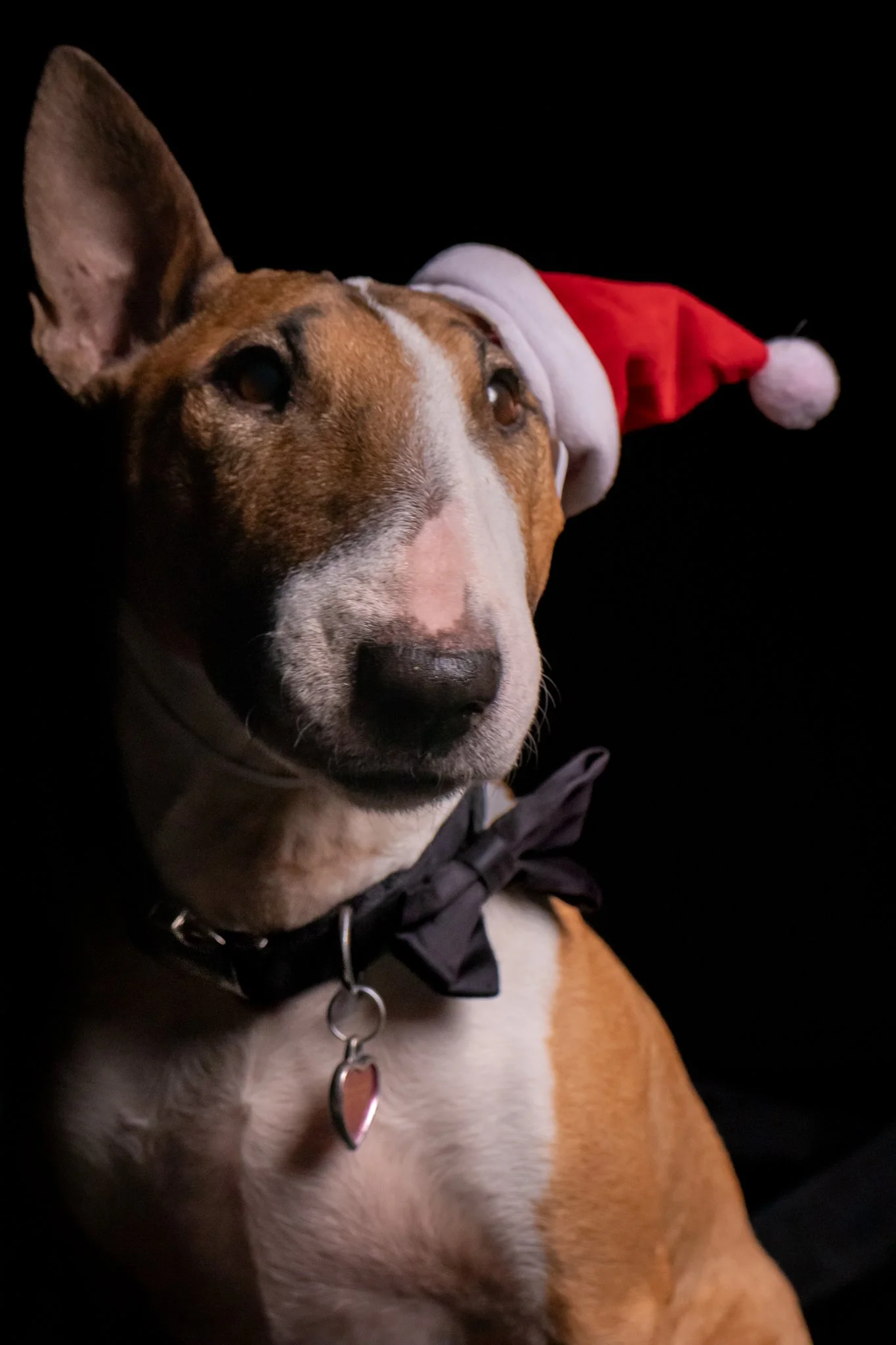 Dog Portraits 2025-201.jpg