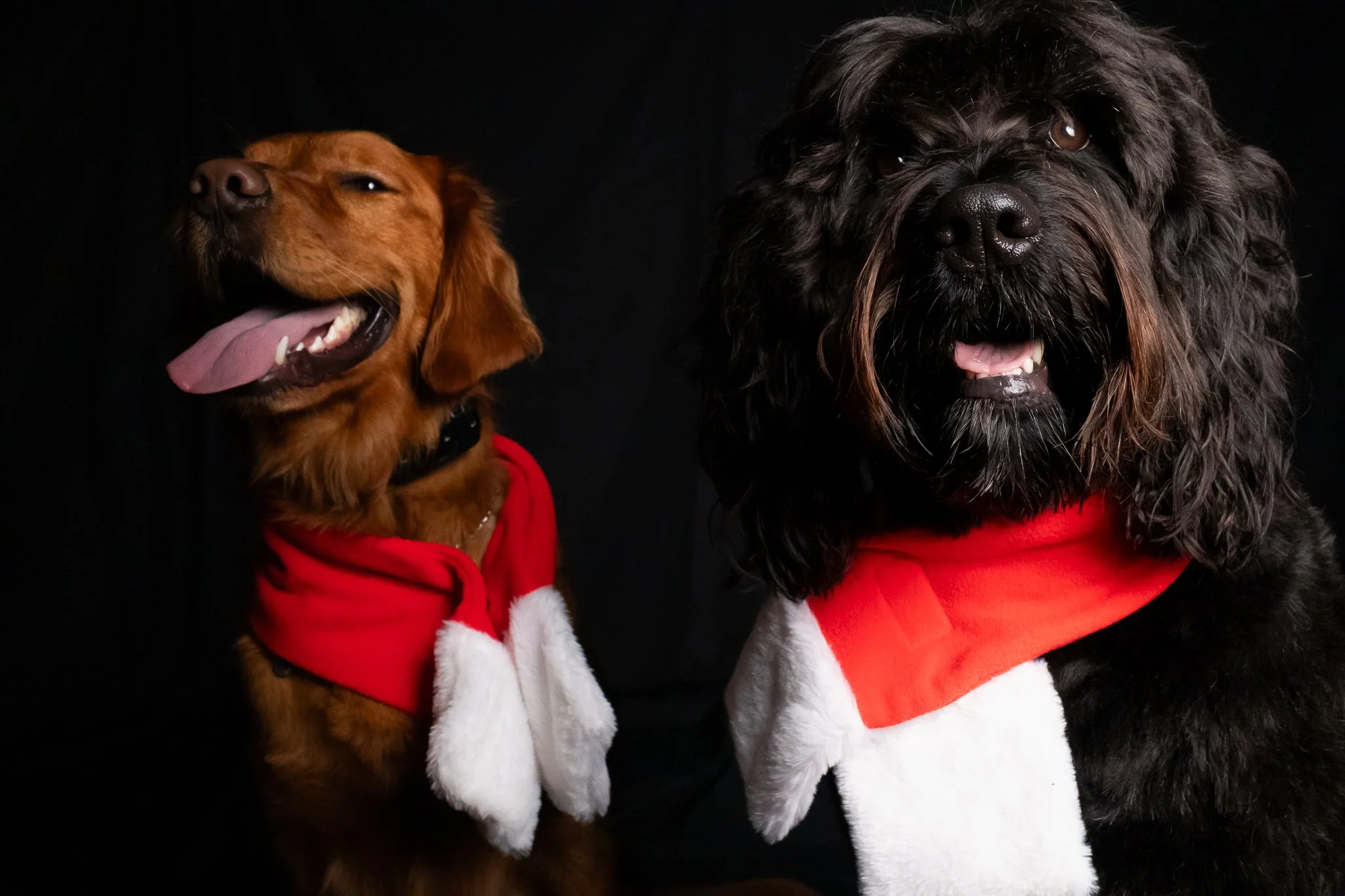 Dog Portraits 2025-147.jpg