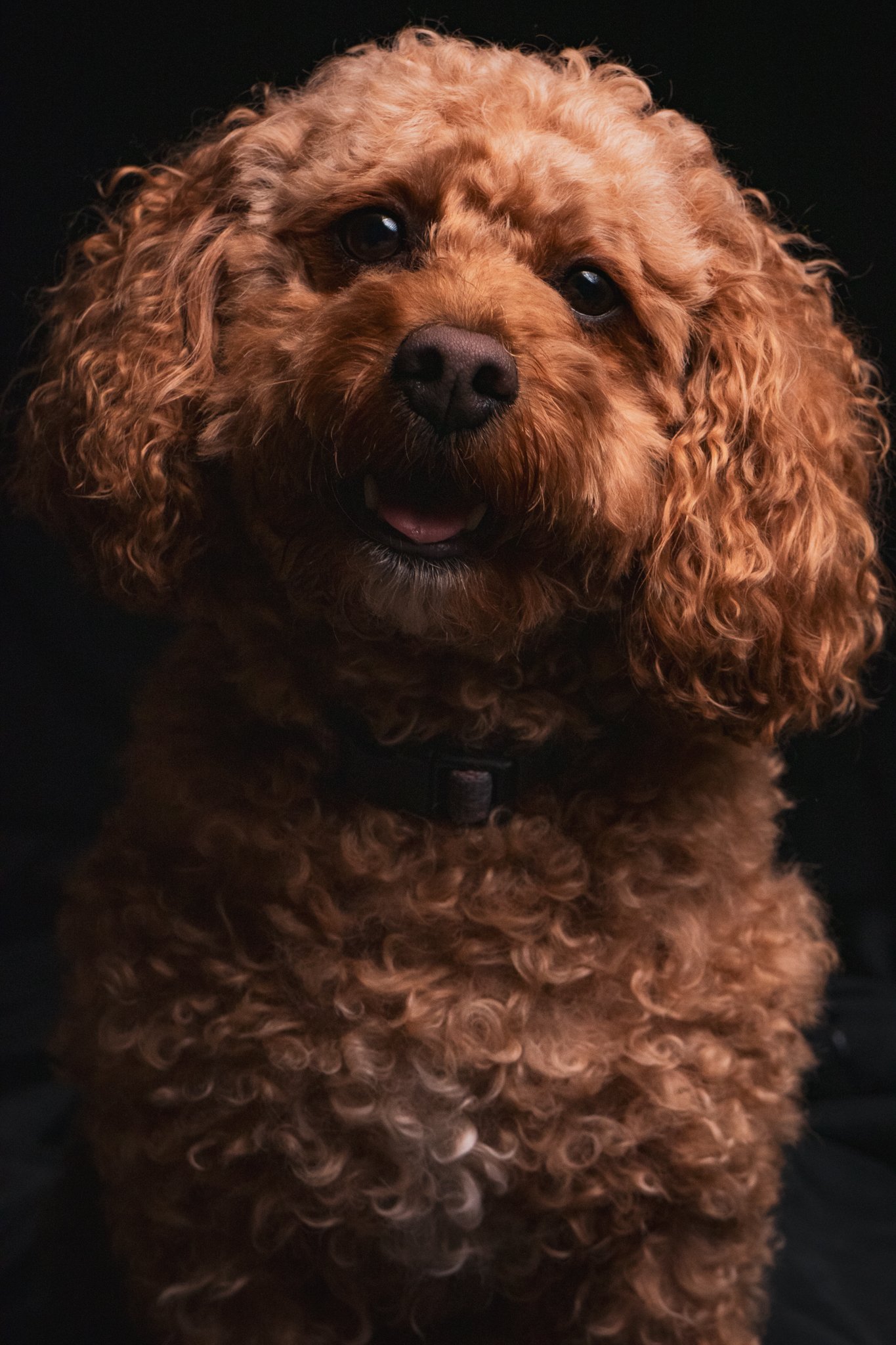 Dog Portraits 2025-206.jpg