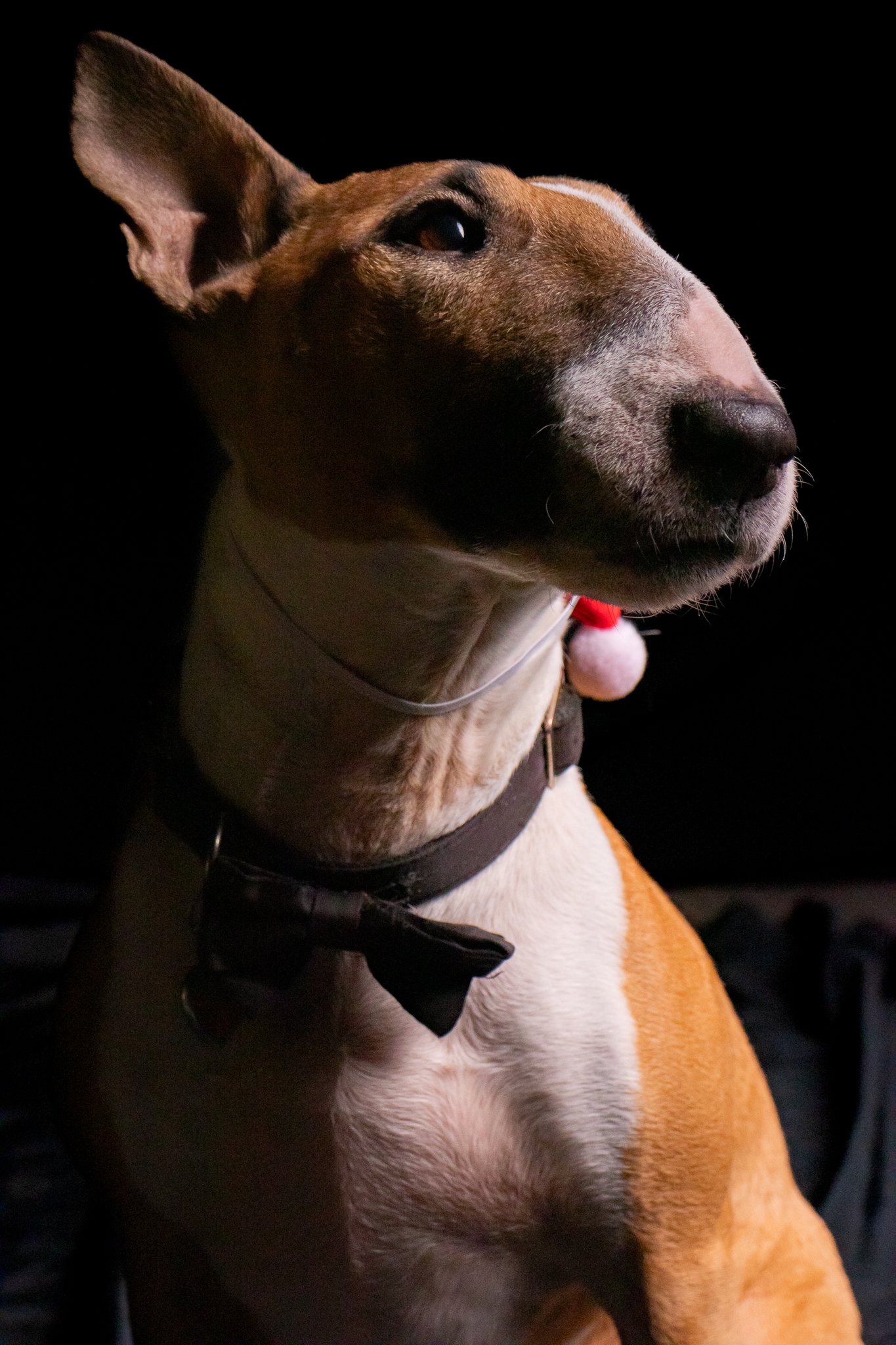 Dog Portraits 2025-200.jpg