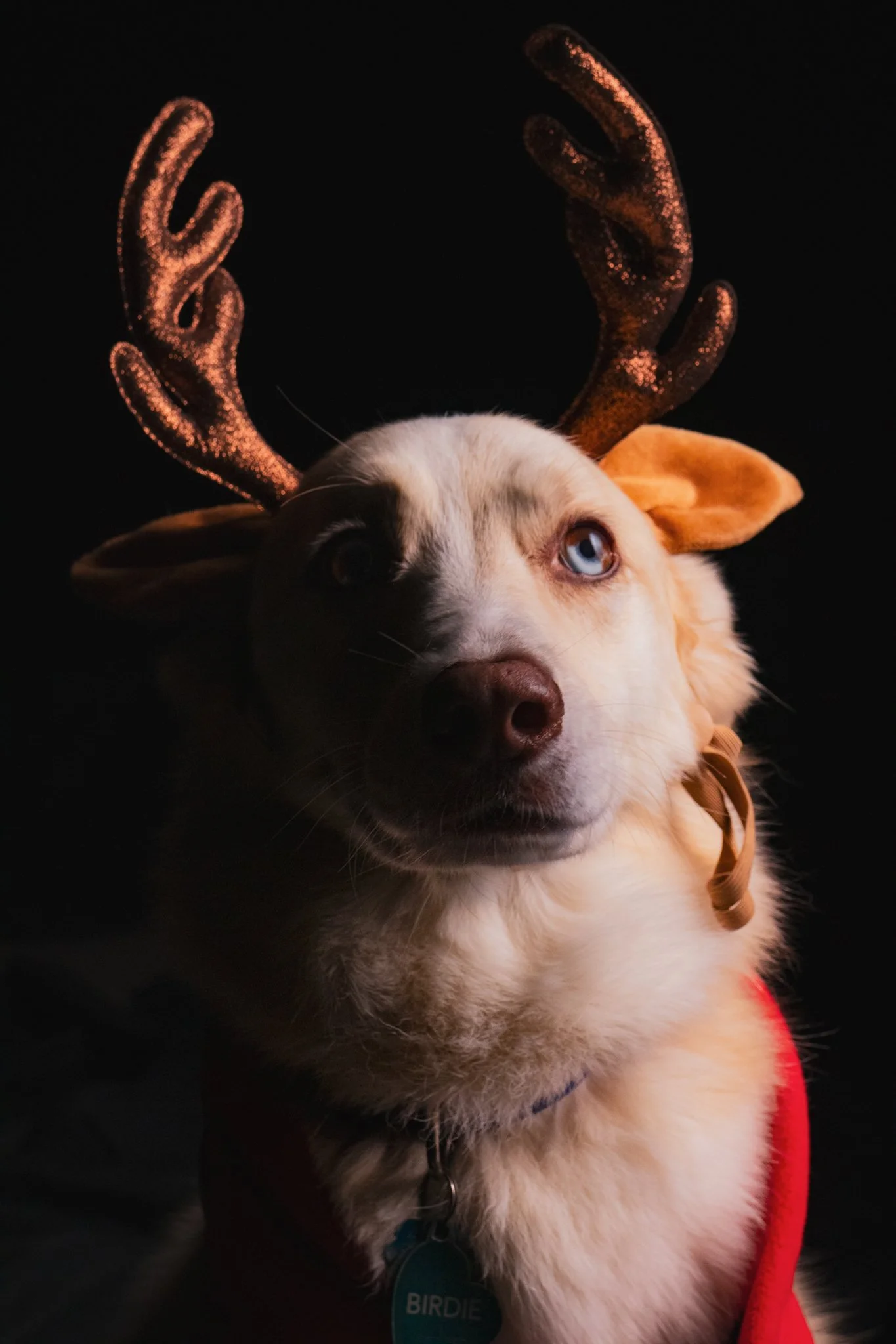 Dog Portraits 2025-196.jpg