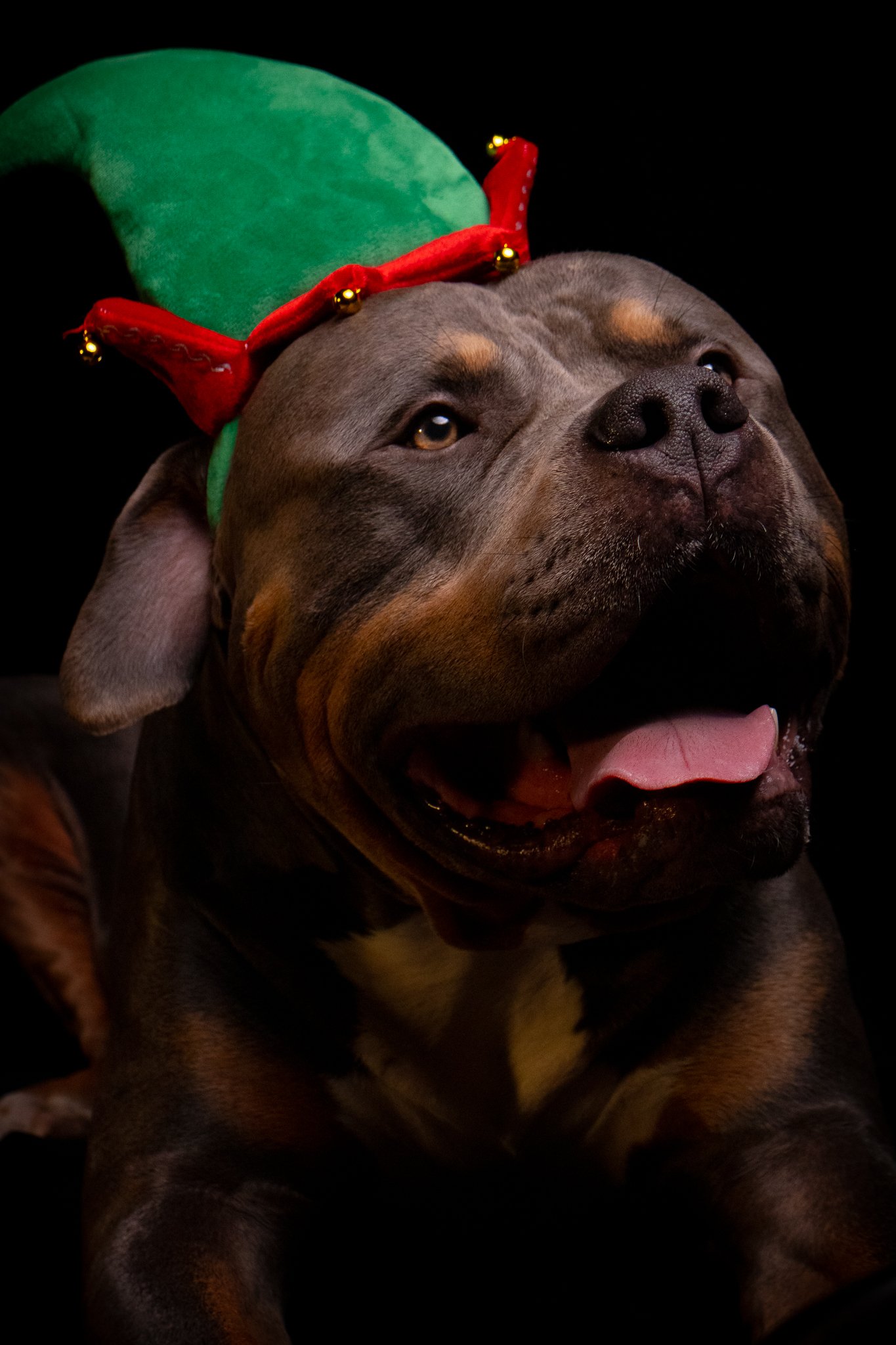 Dog Portraits 2025-207.jpg