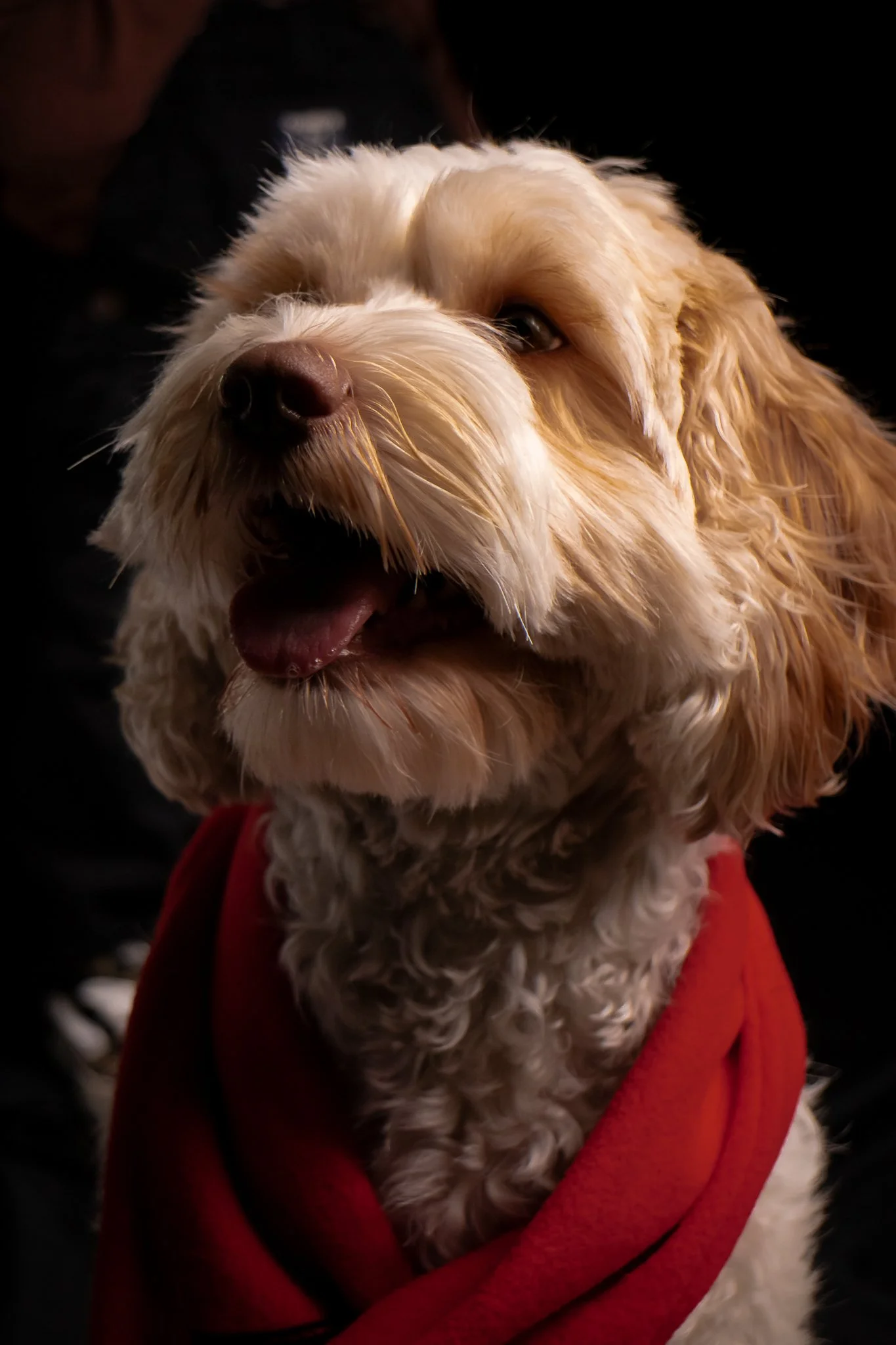 Dog Portraits 2025-168.jpg