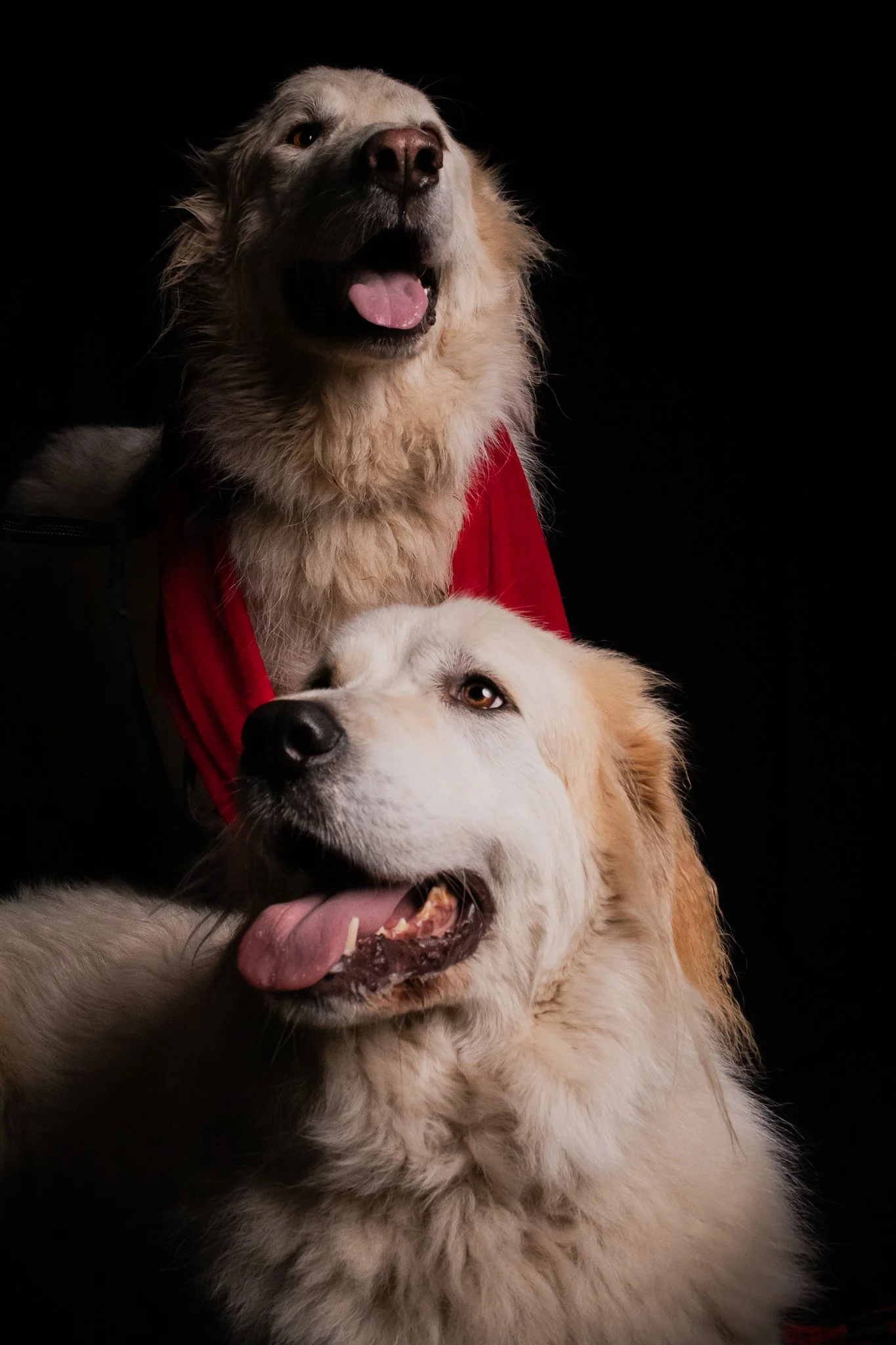 Dog Portraits 2025-183.jpg