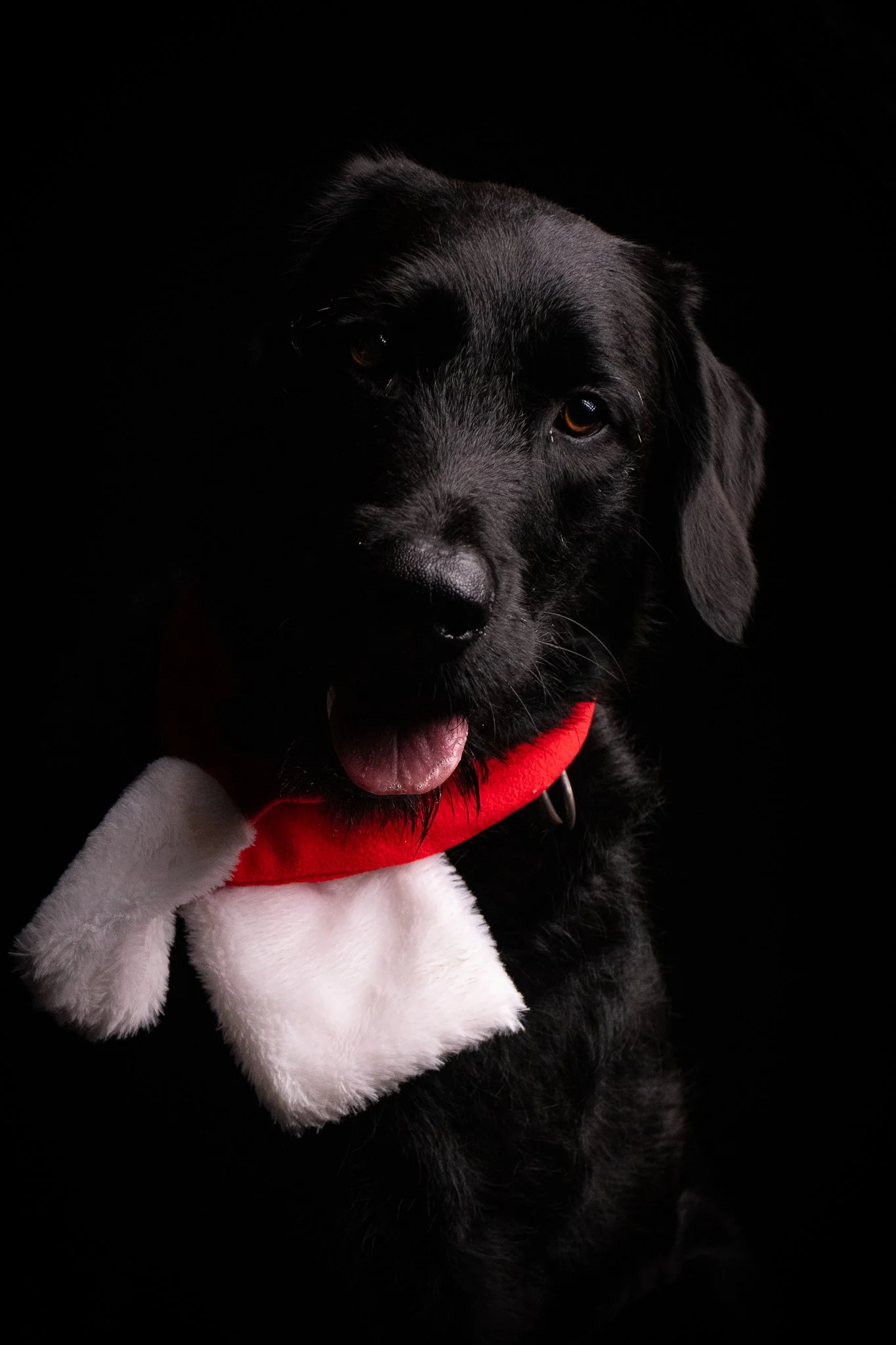 Dog Portraits 2025-161.jpg