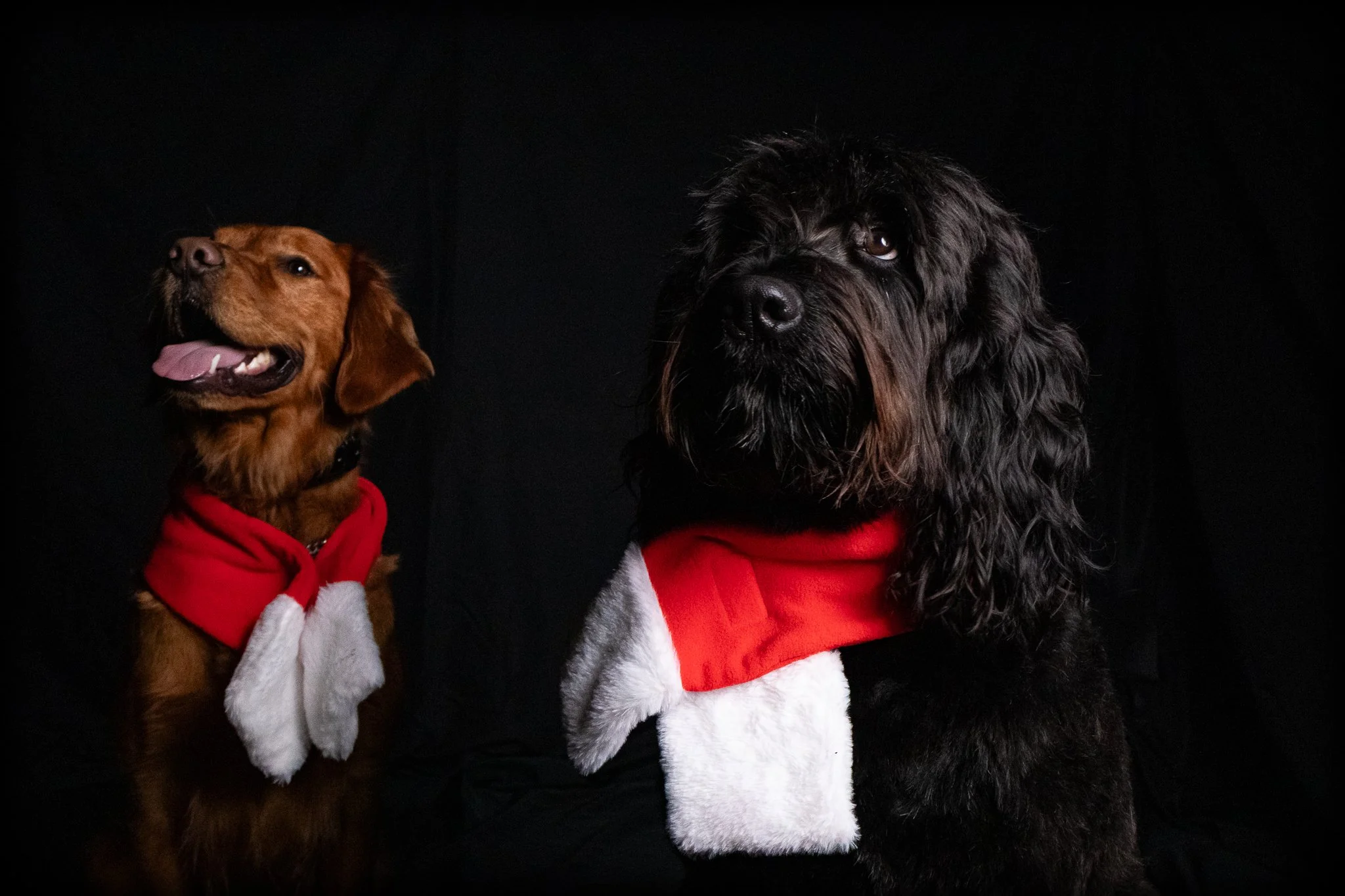 Dog Portraits 2025-145.jpg