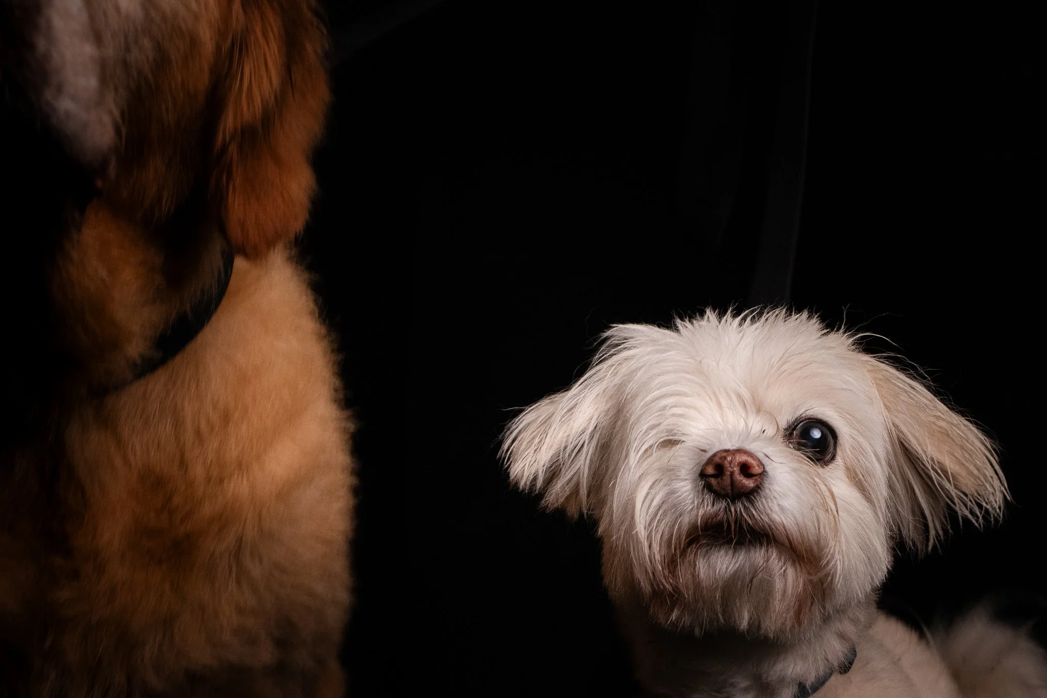 Dog Portraits 2025-185.jpg