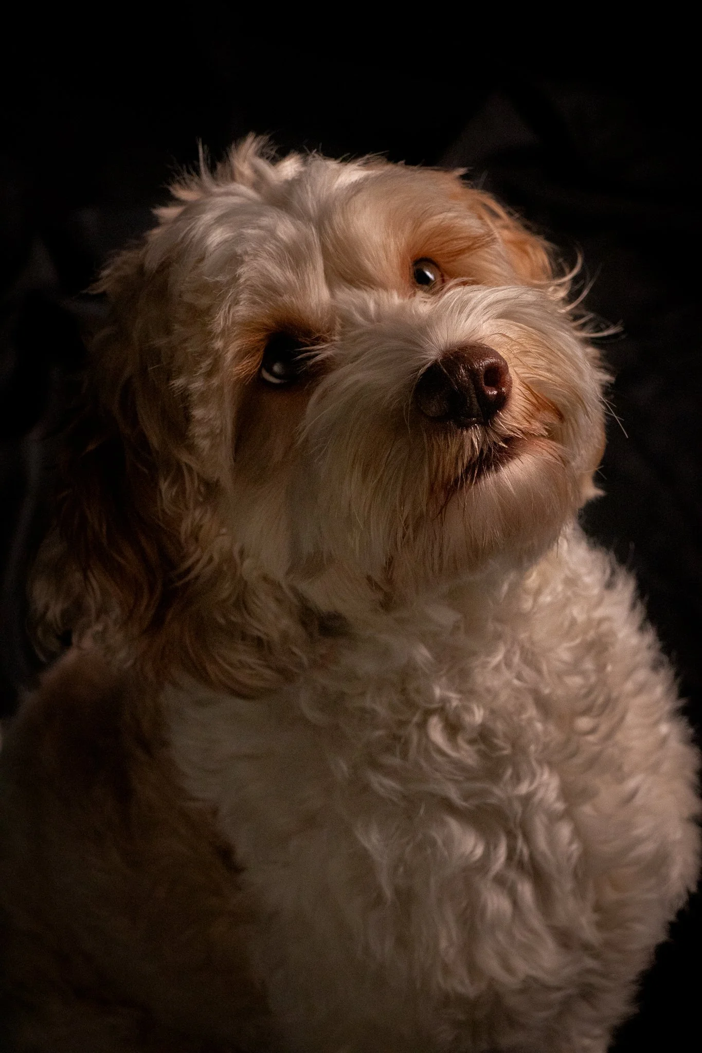 Dog Portraits 2025-165.jpg