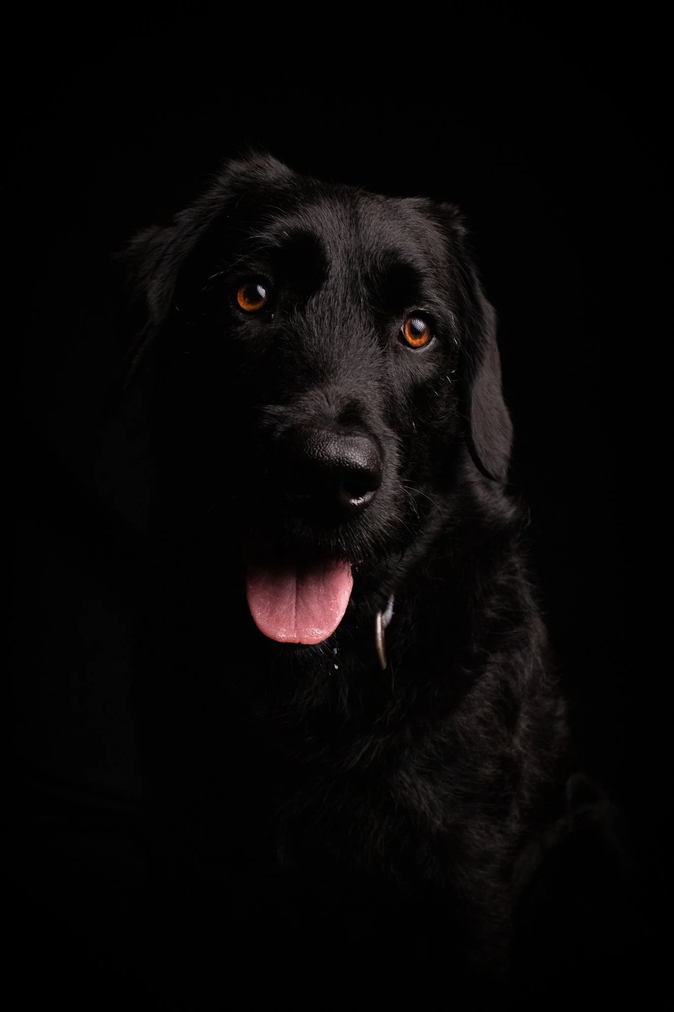 Dog Portraits 2025-163.jpg