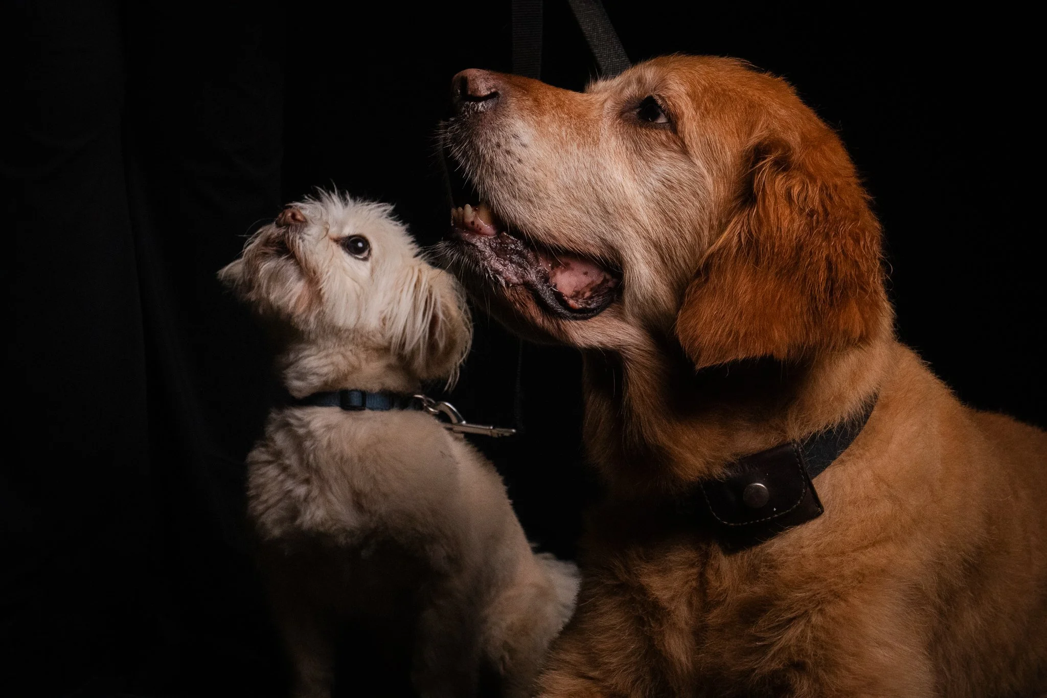 Dog Portraits 2025-189.jpg