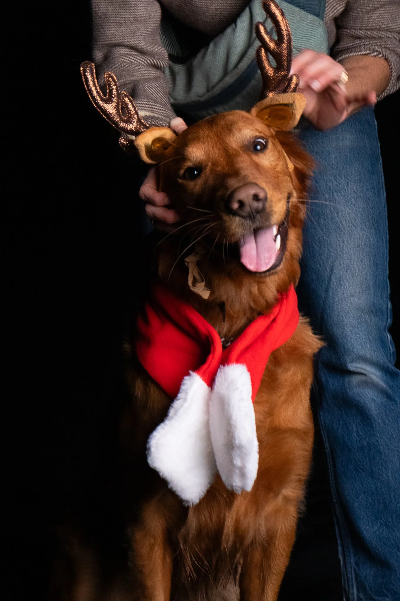 Dog Portraits 2025-143.jpg