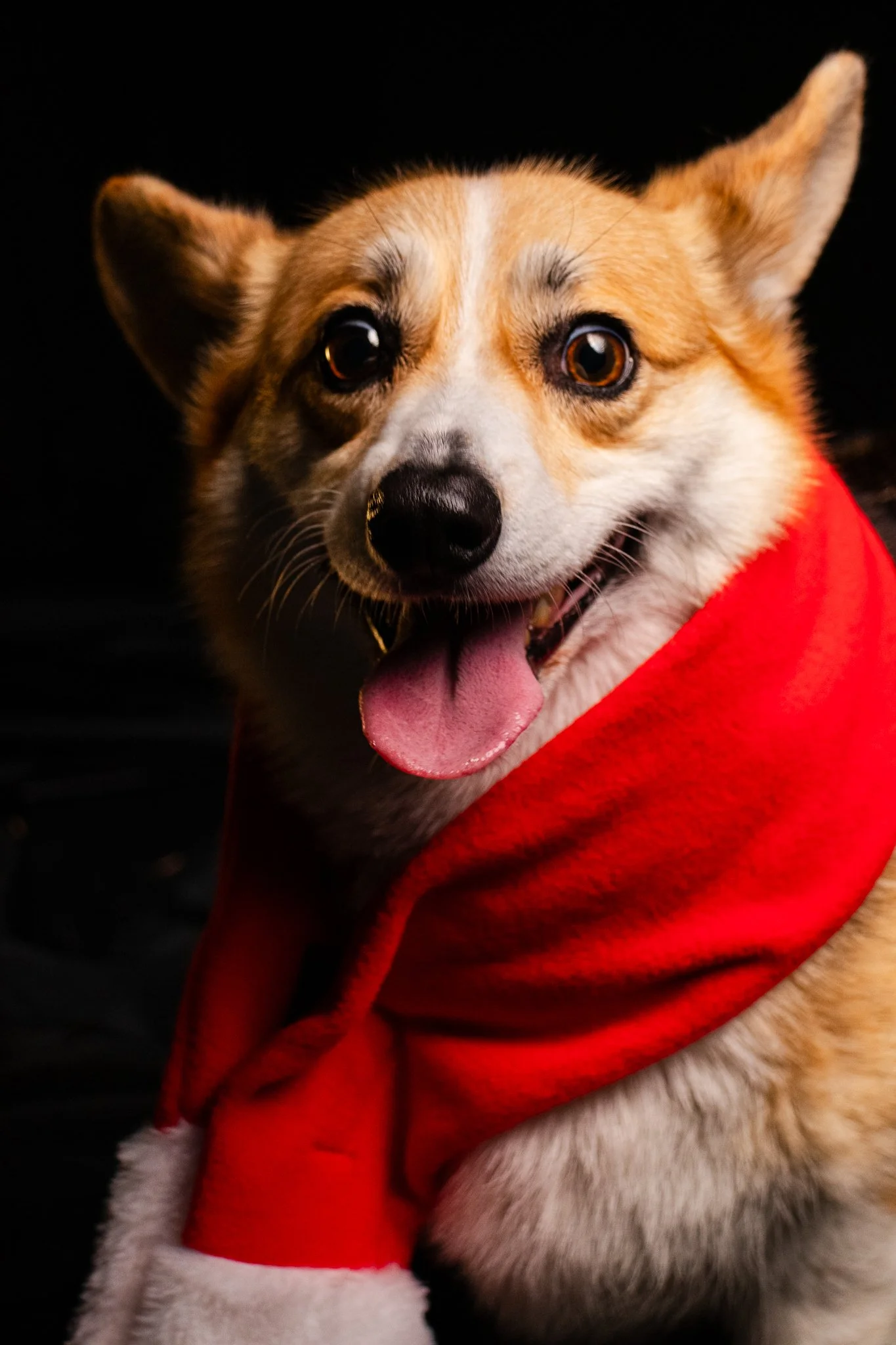 Dog Portraits 2025-169.jpg