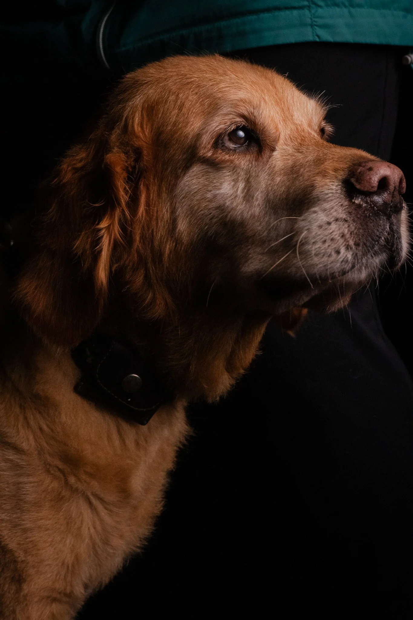 Dog Portraits 2025-184.jpg
